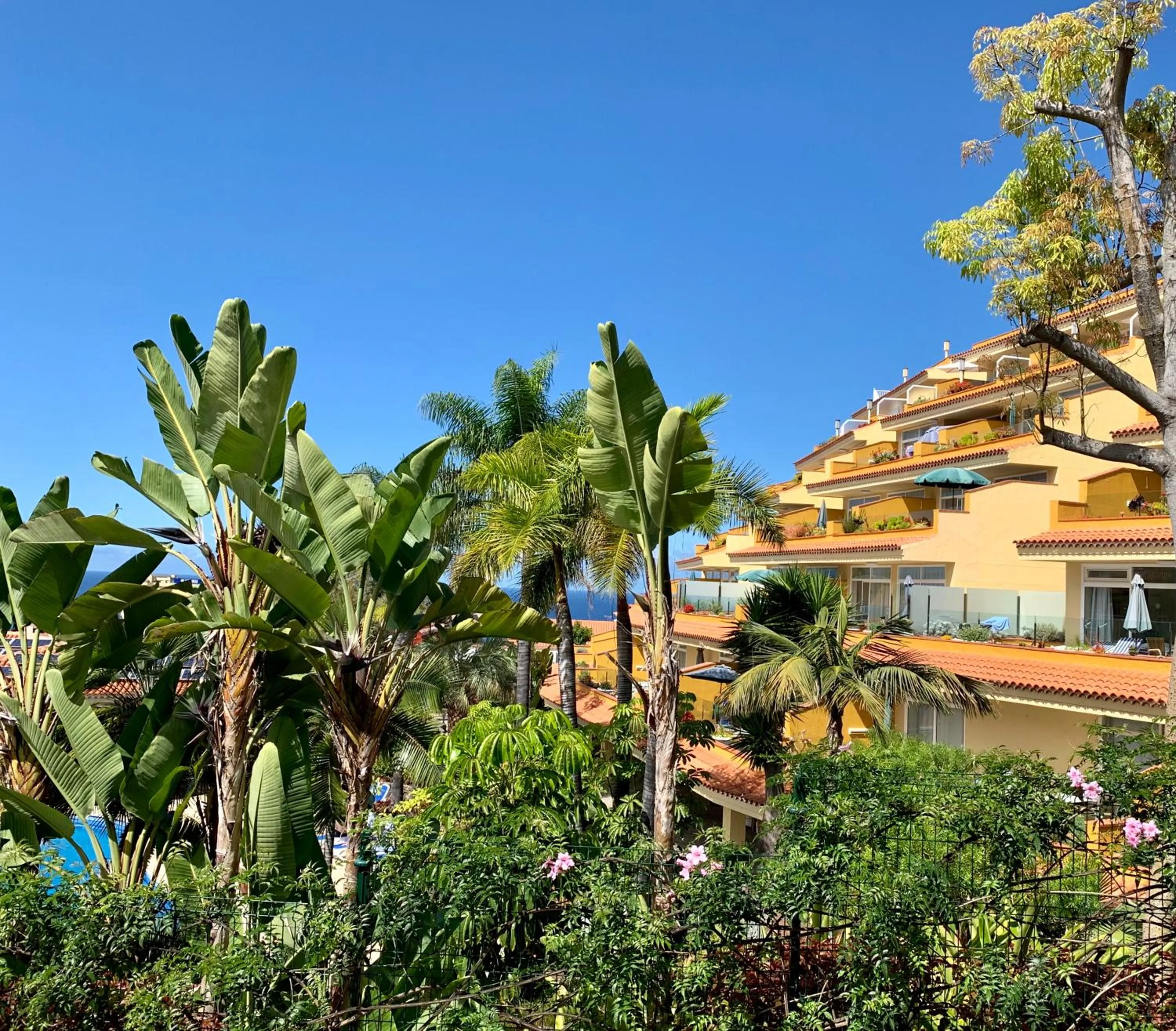 Garden in Apartamentos Tigaiga Suites