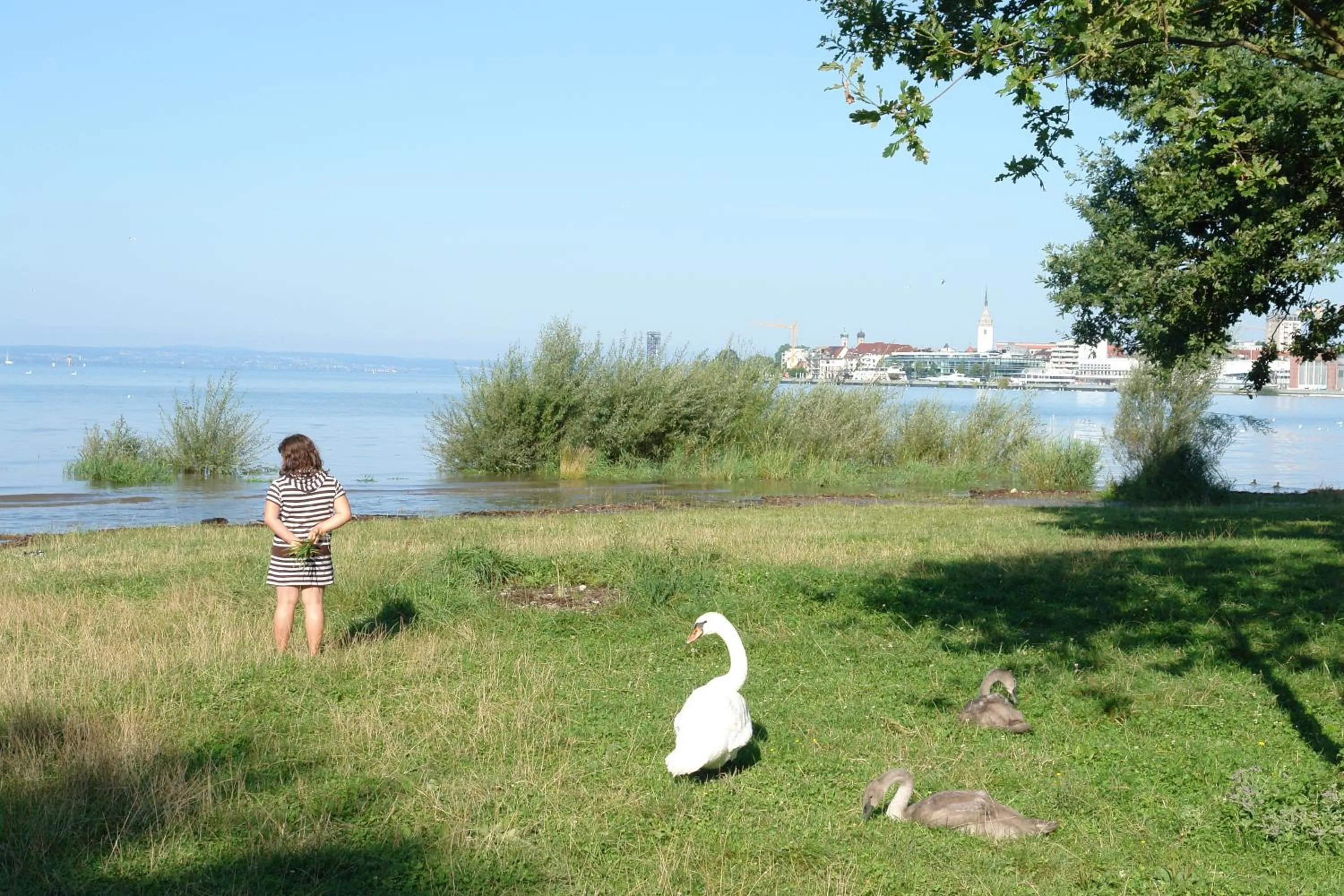 Summer in CAP Rotach