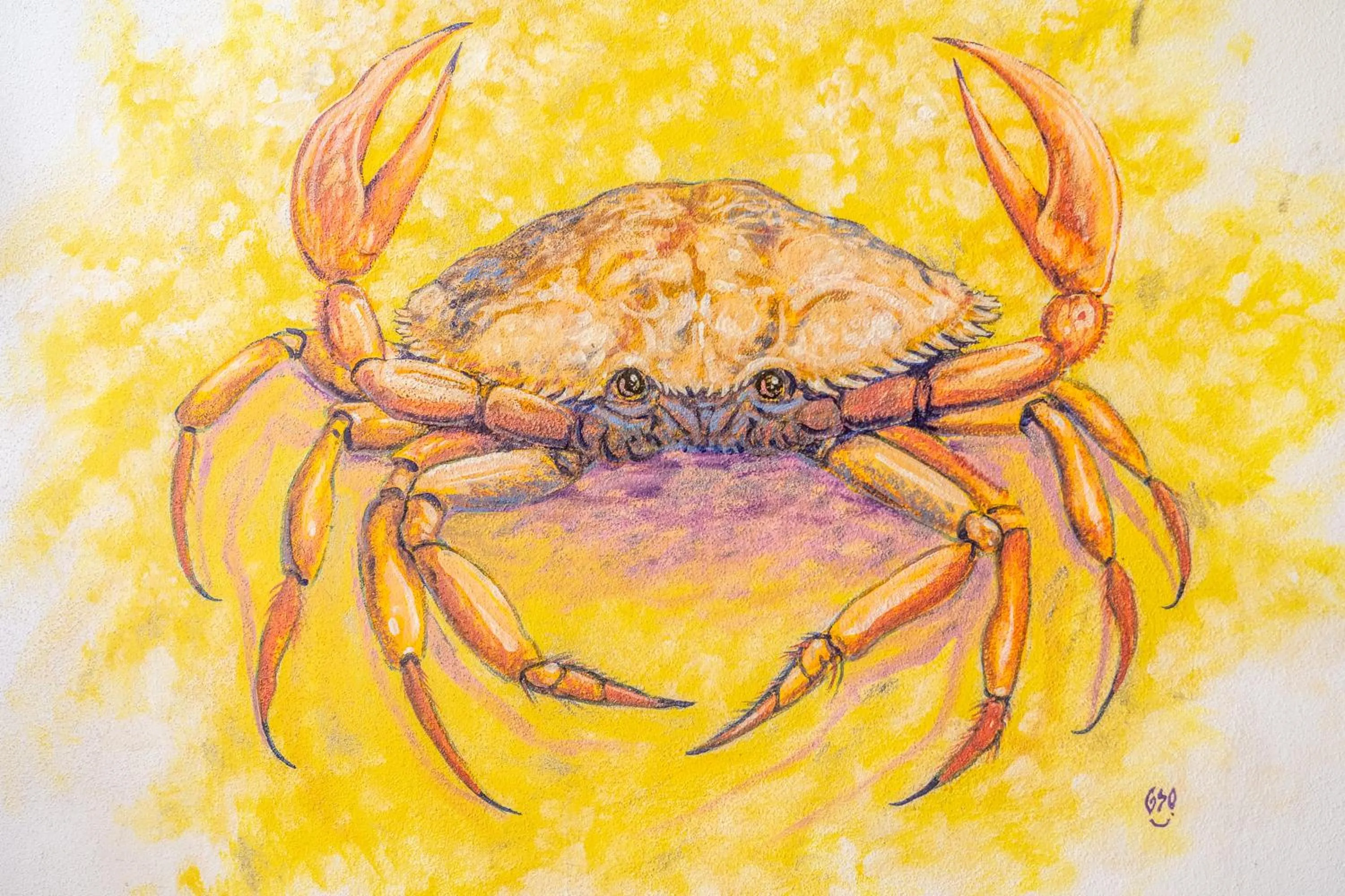 5 Frogs Hotel Bucerias