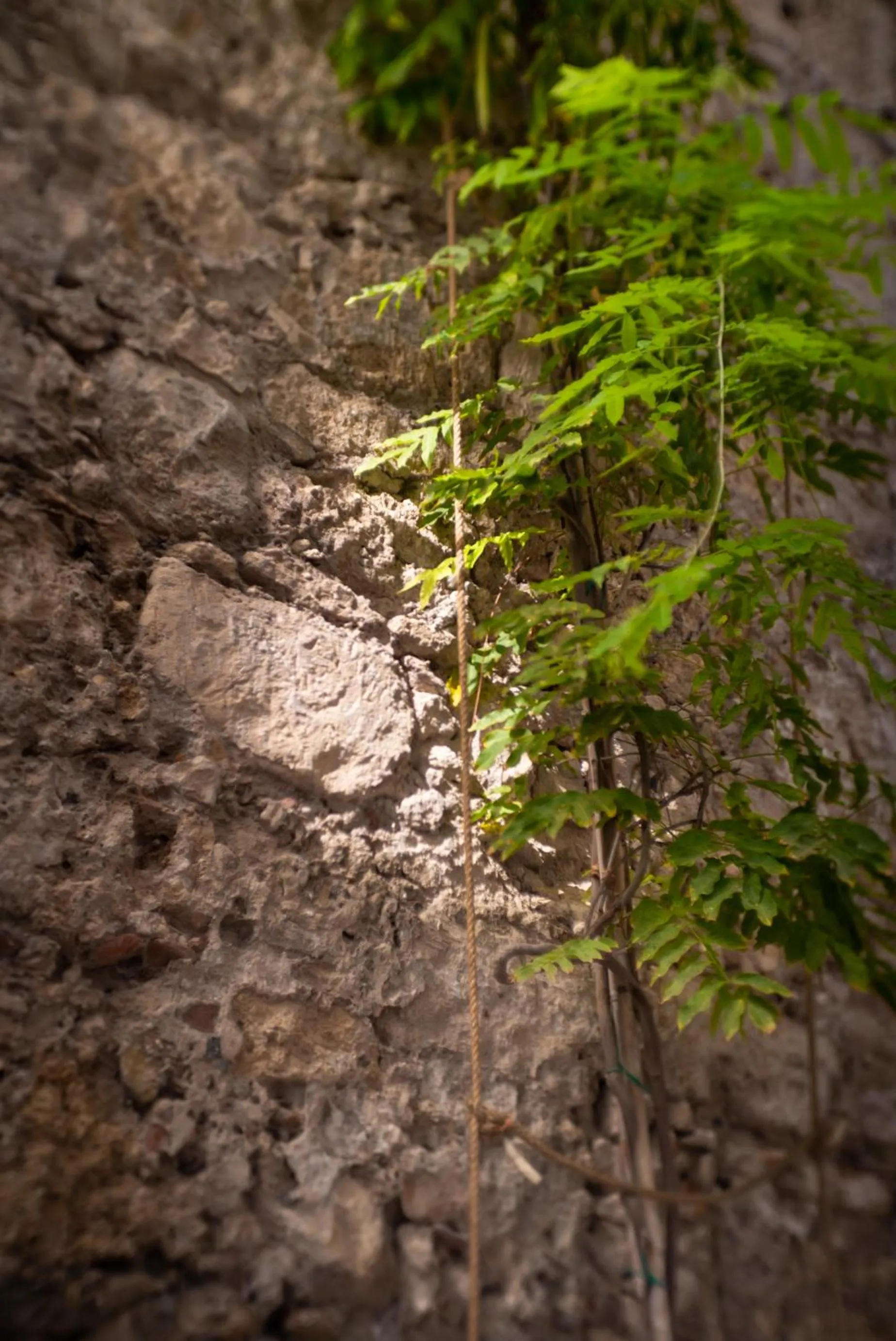 Decorative detail in Fortaleza Charme House