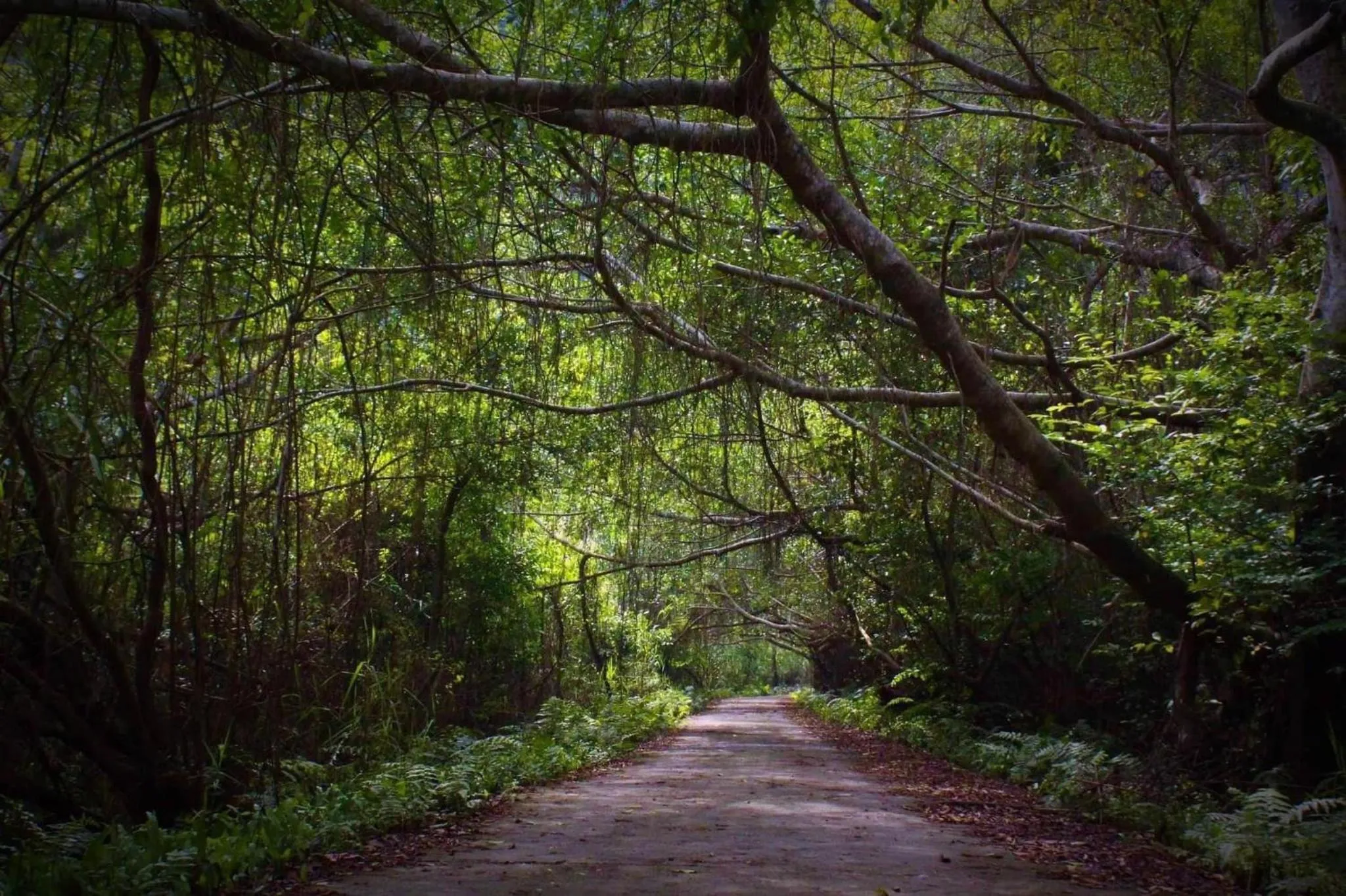 Natural landscape in Maison Cat Ba Bay View Villa