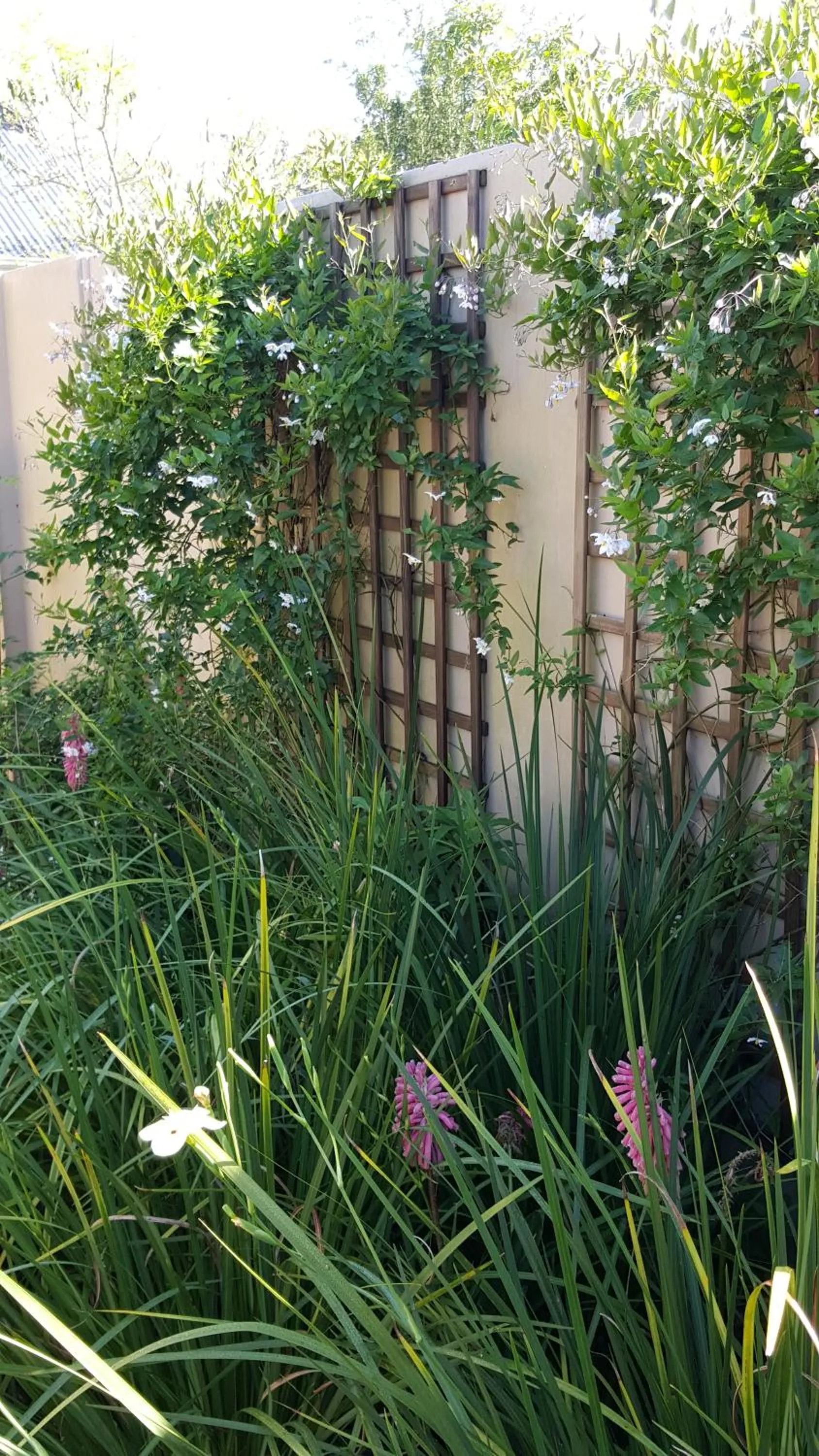 Garden in Little Louisa