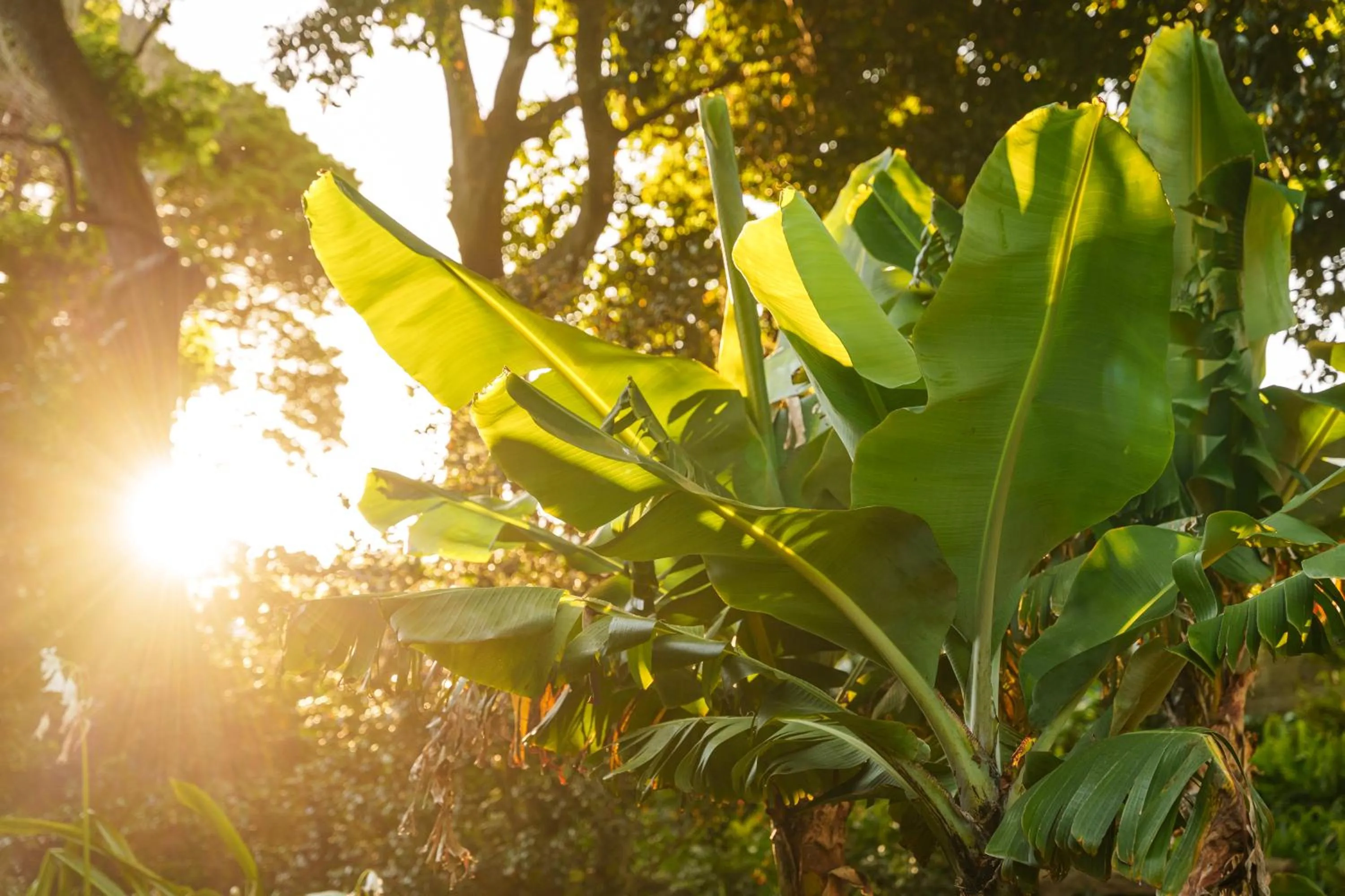 Garden in Solar dos Cantos Botanic House & Garden