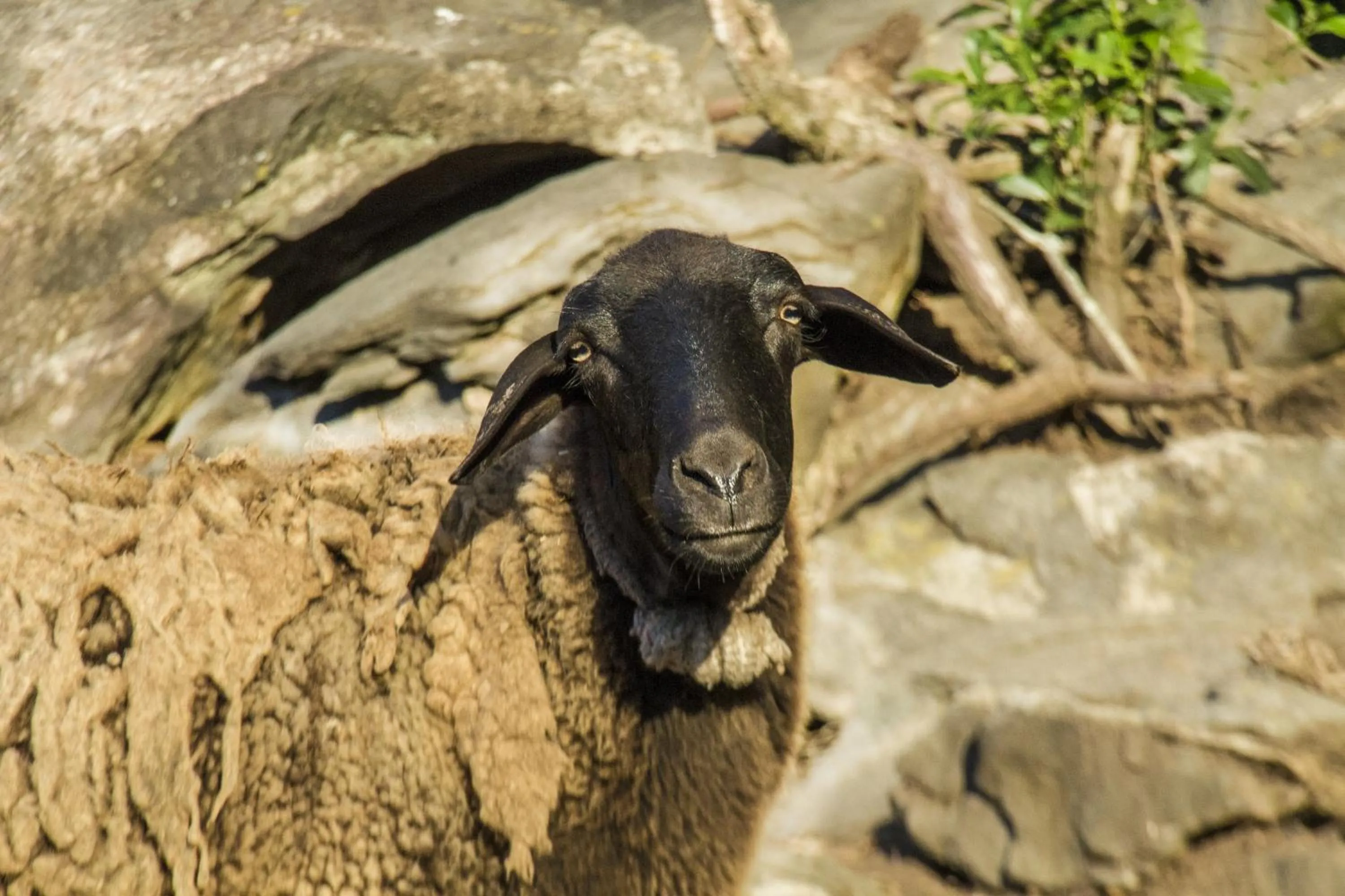 Pets in Pousada Céu de Luz - Próximo a Monte Verde