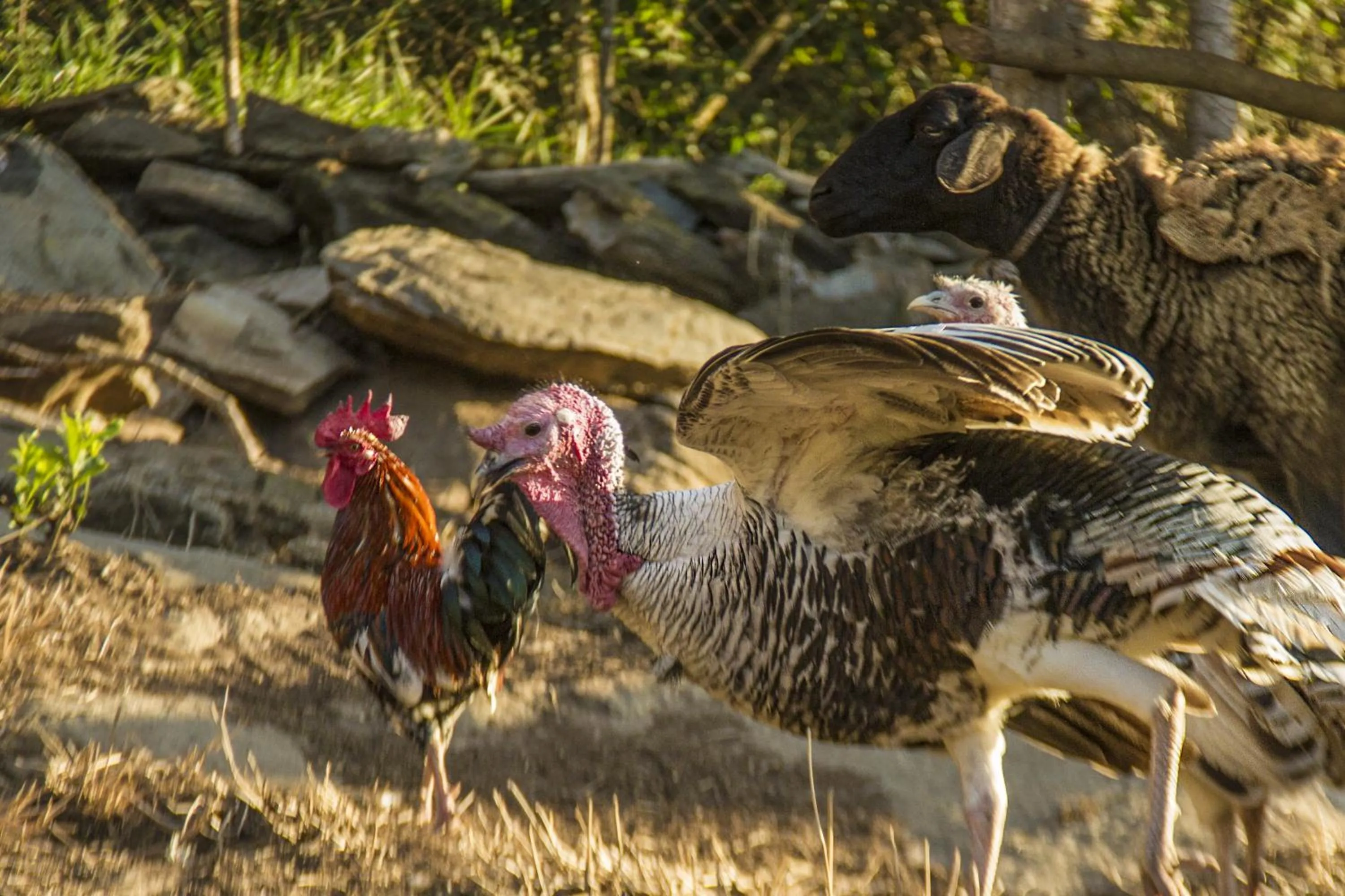 Pets in Pousada Céu de Luz - Próximo a Monte Verde