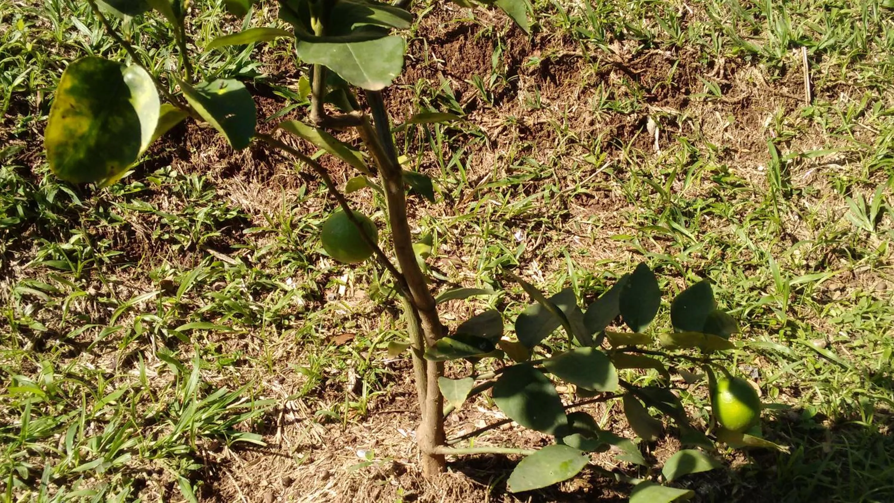 Garden in Pousada Céu de Luz - Próximo a Monte Verde