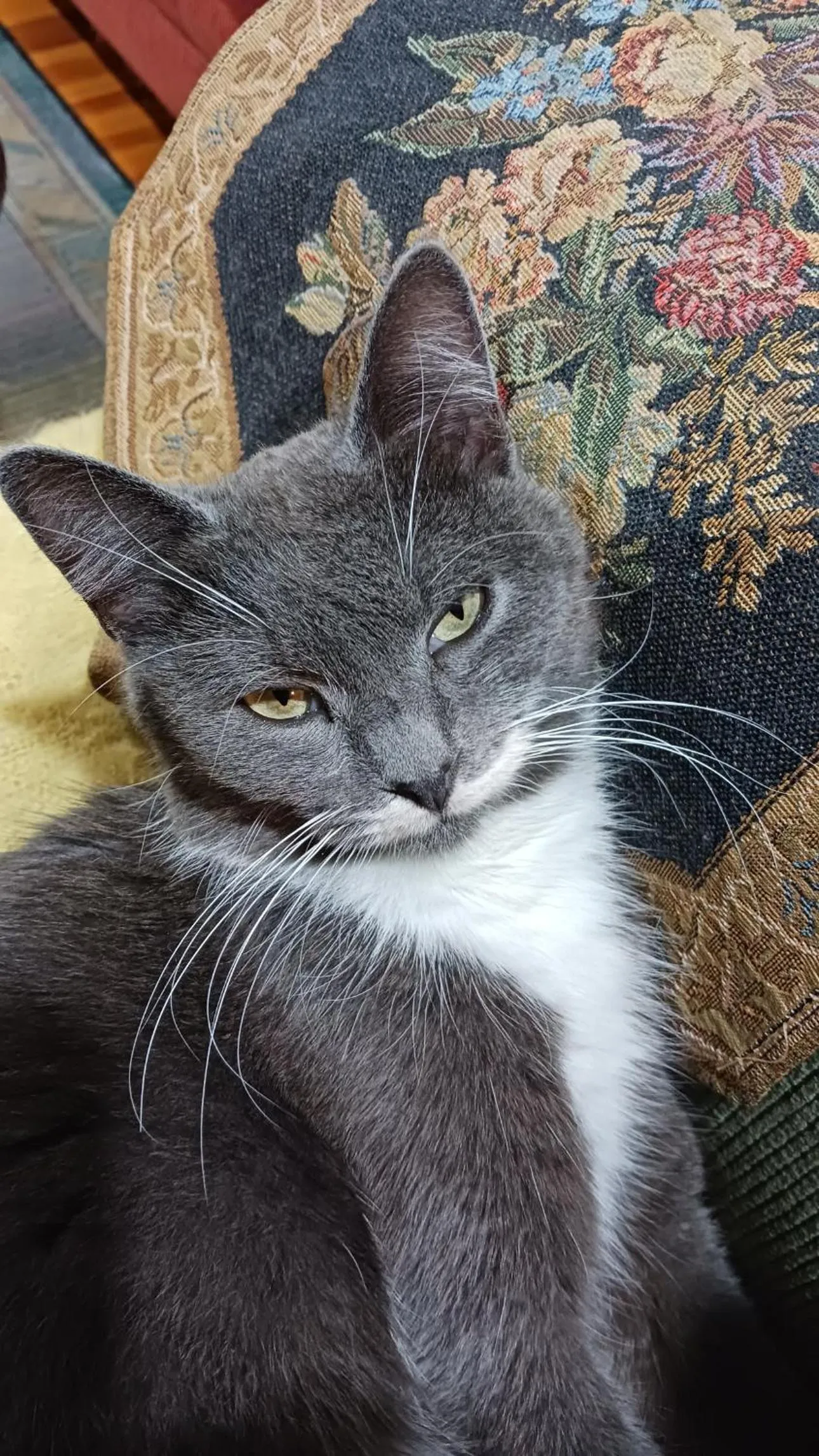 Animals in Magpie Cottage Homestay Bed & Breakfast