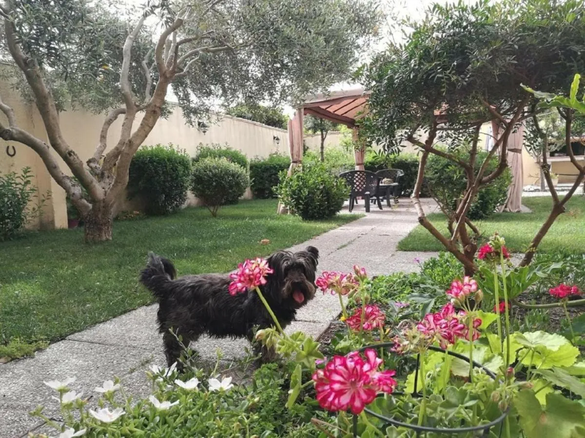 Garden in Affitacamere/Domo - Mari e Luci