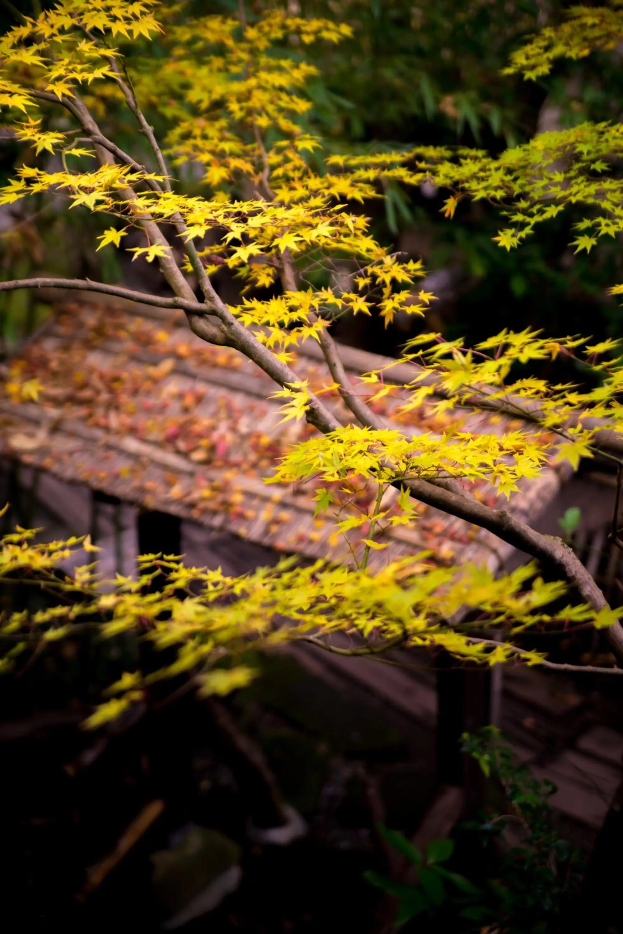 Other in Kurokawa Onsen Oyado Noshiyu