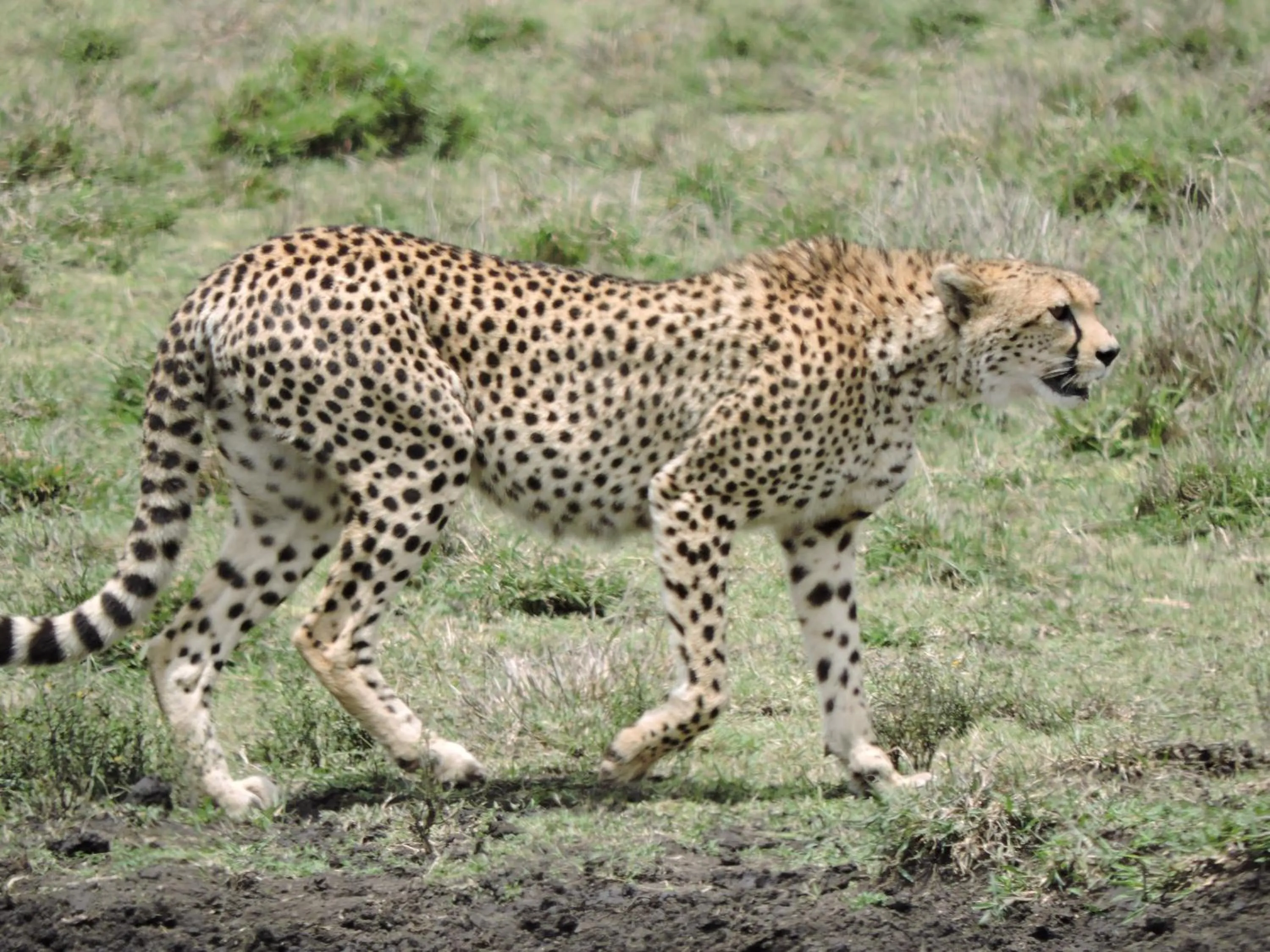 Animals in STC.SAFARI LODGE