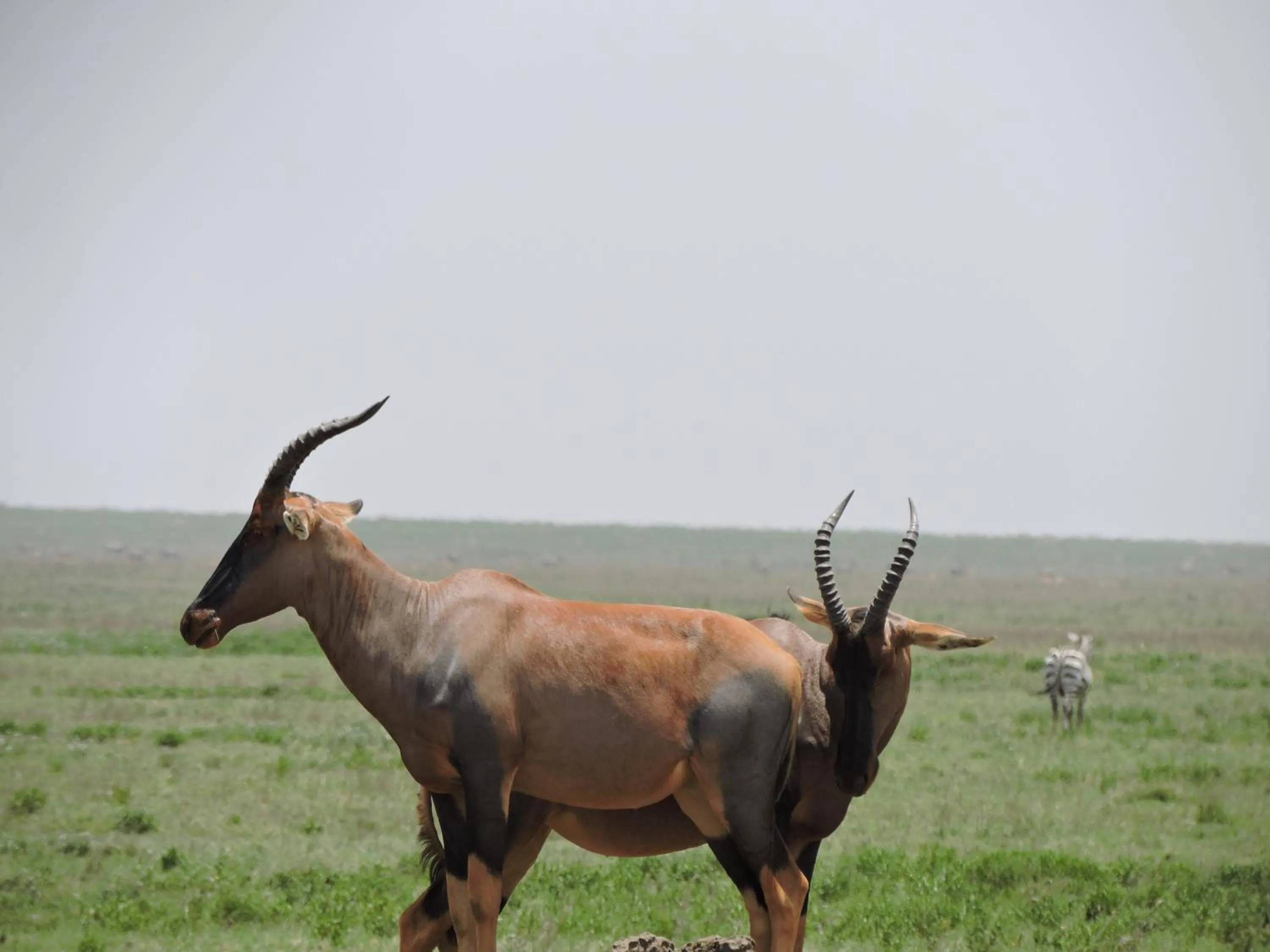 Animals in STC.SAFARI LODGE