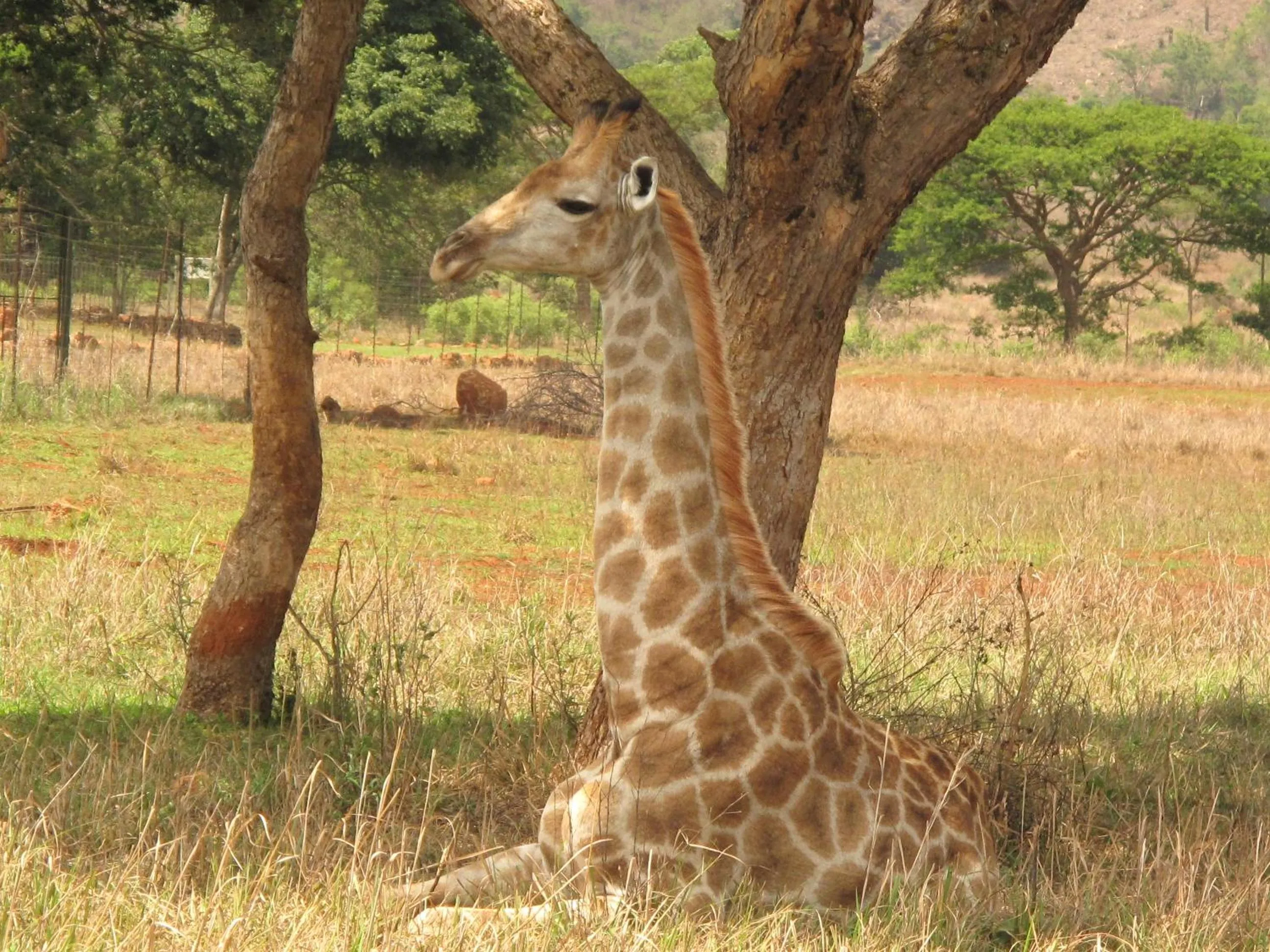 Animals in Caracal Lodge