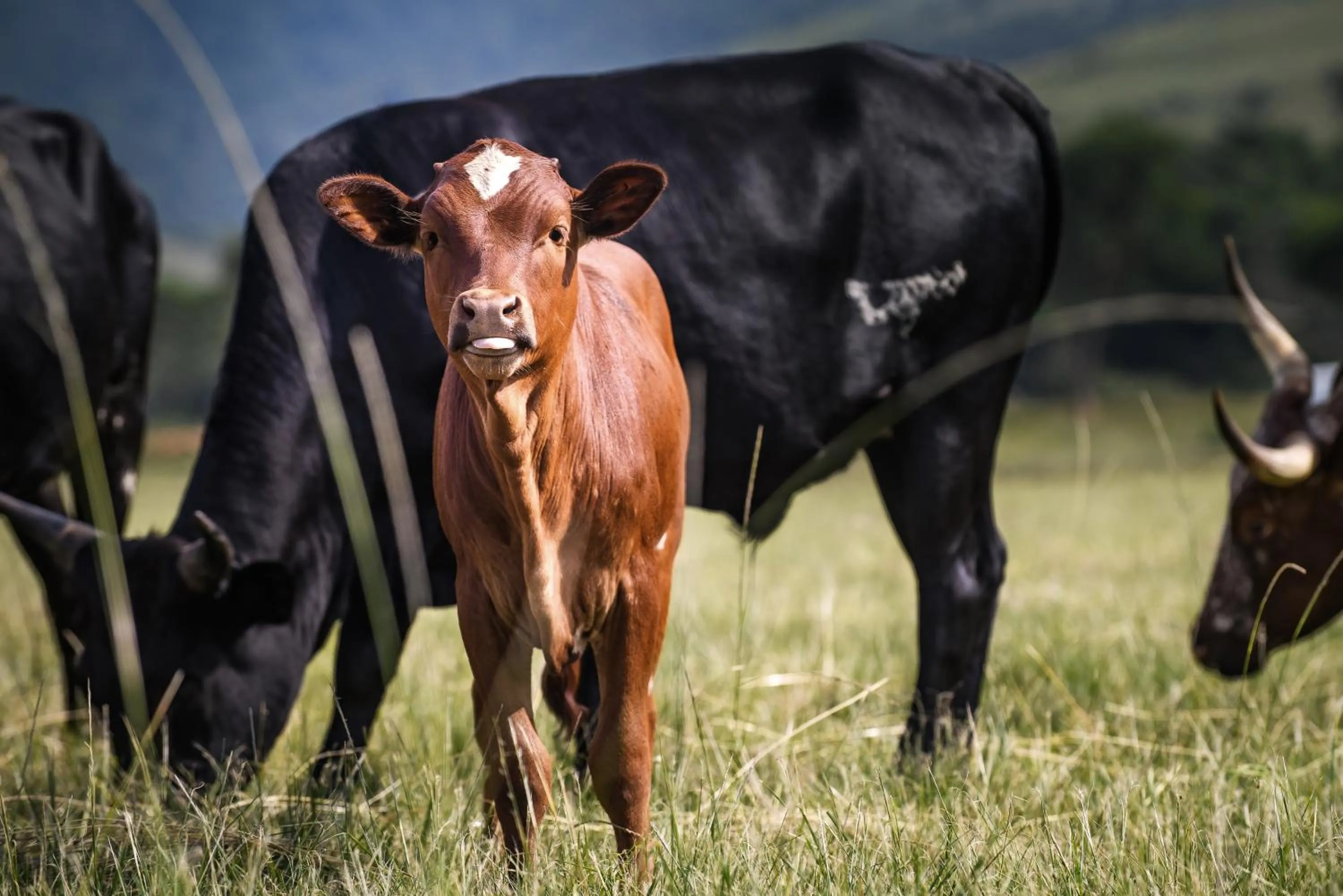 Animals in Caracal Lodge