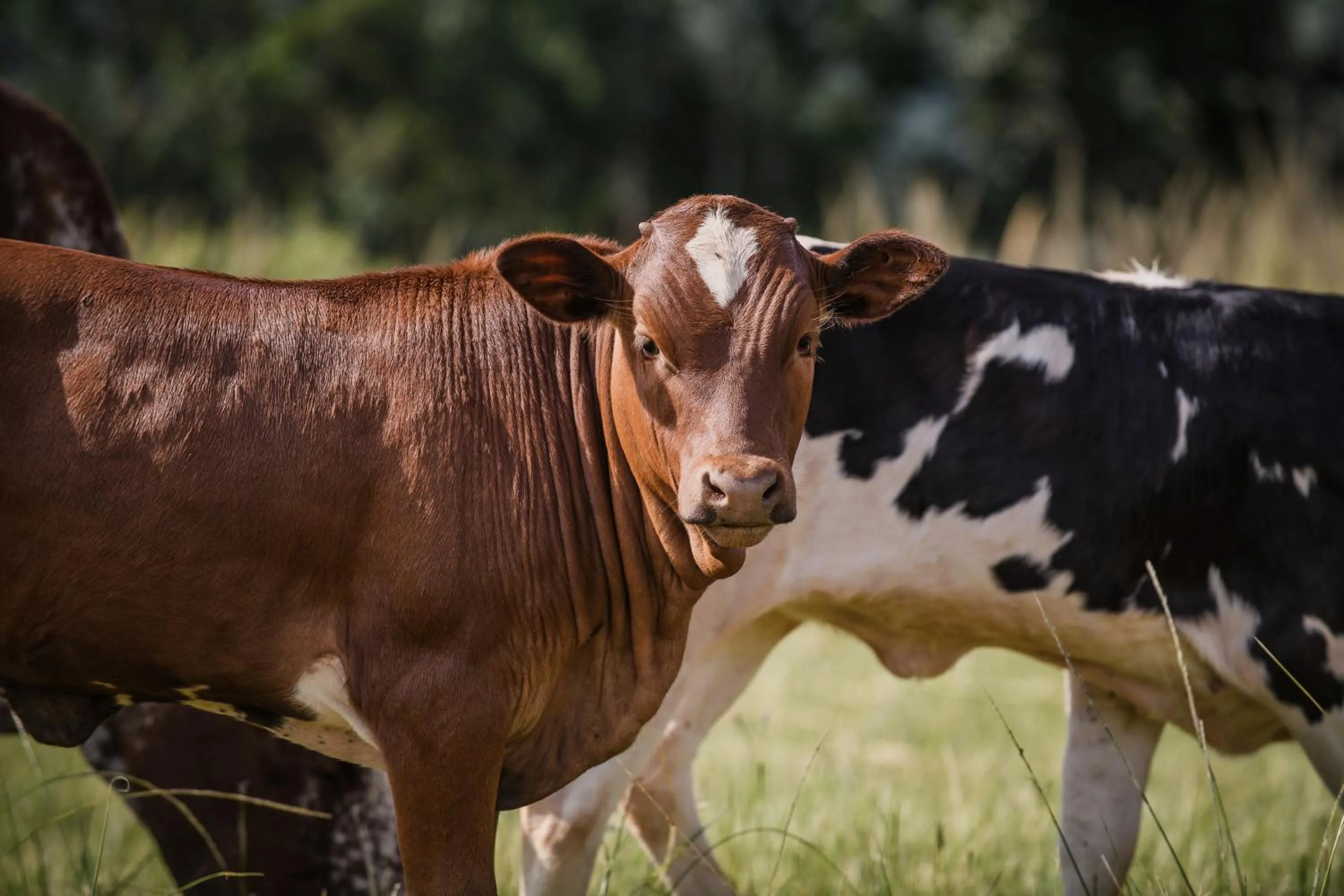 Animals in Caracal Lodge