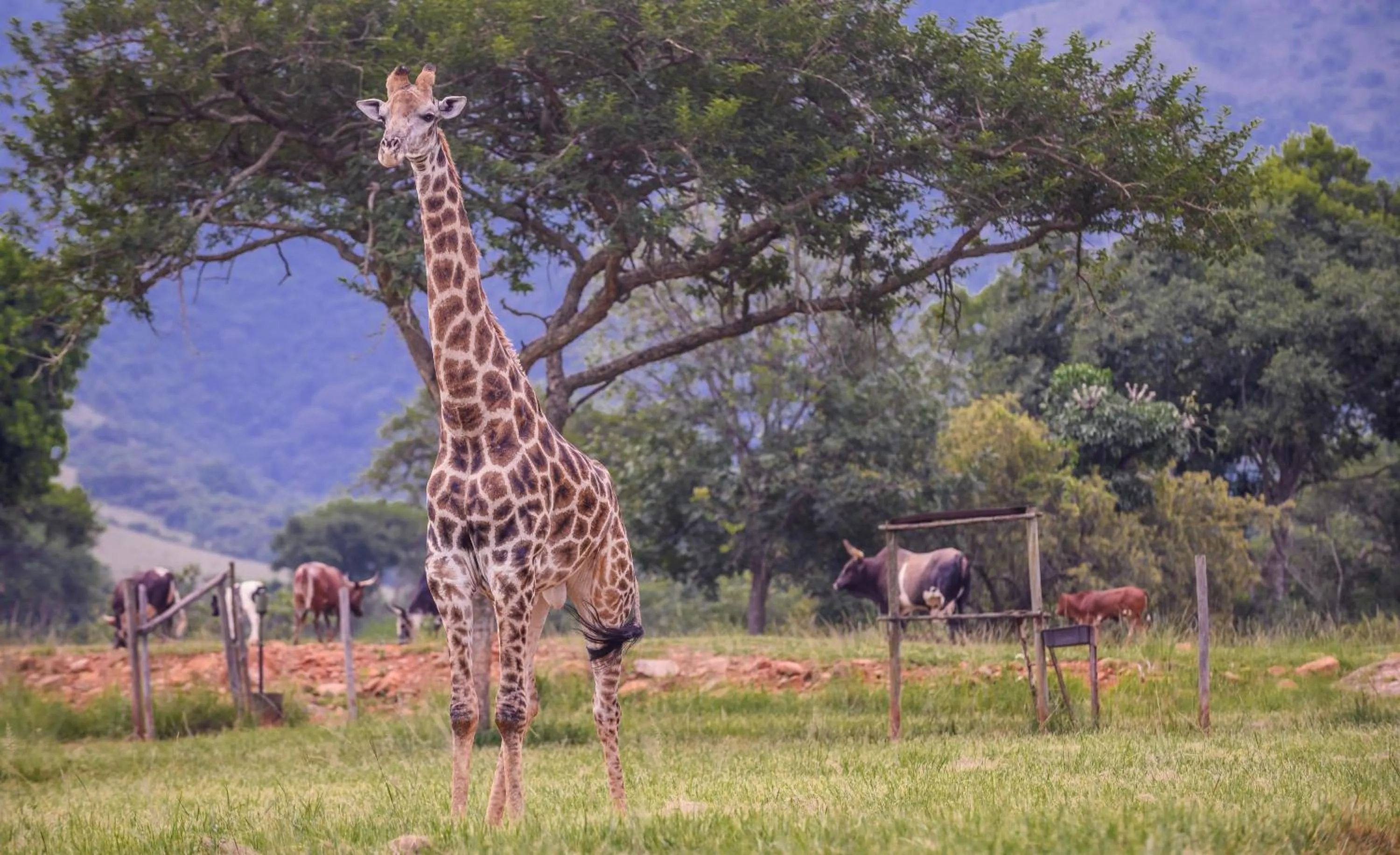 Animals in Caracal Lodge