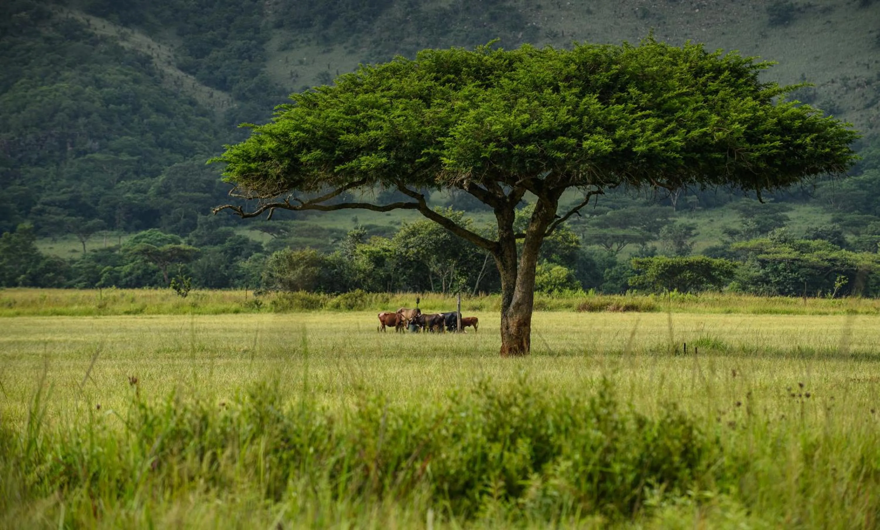 Animals in Caracal Lodge