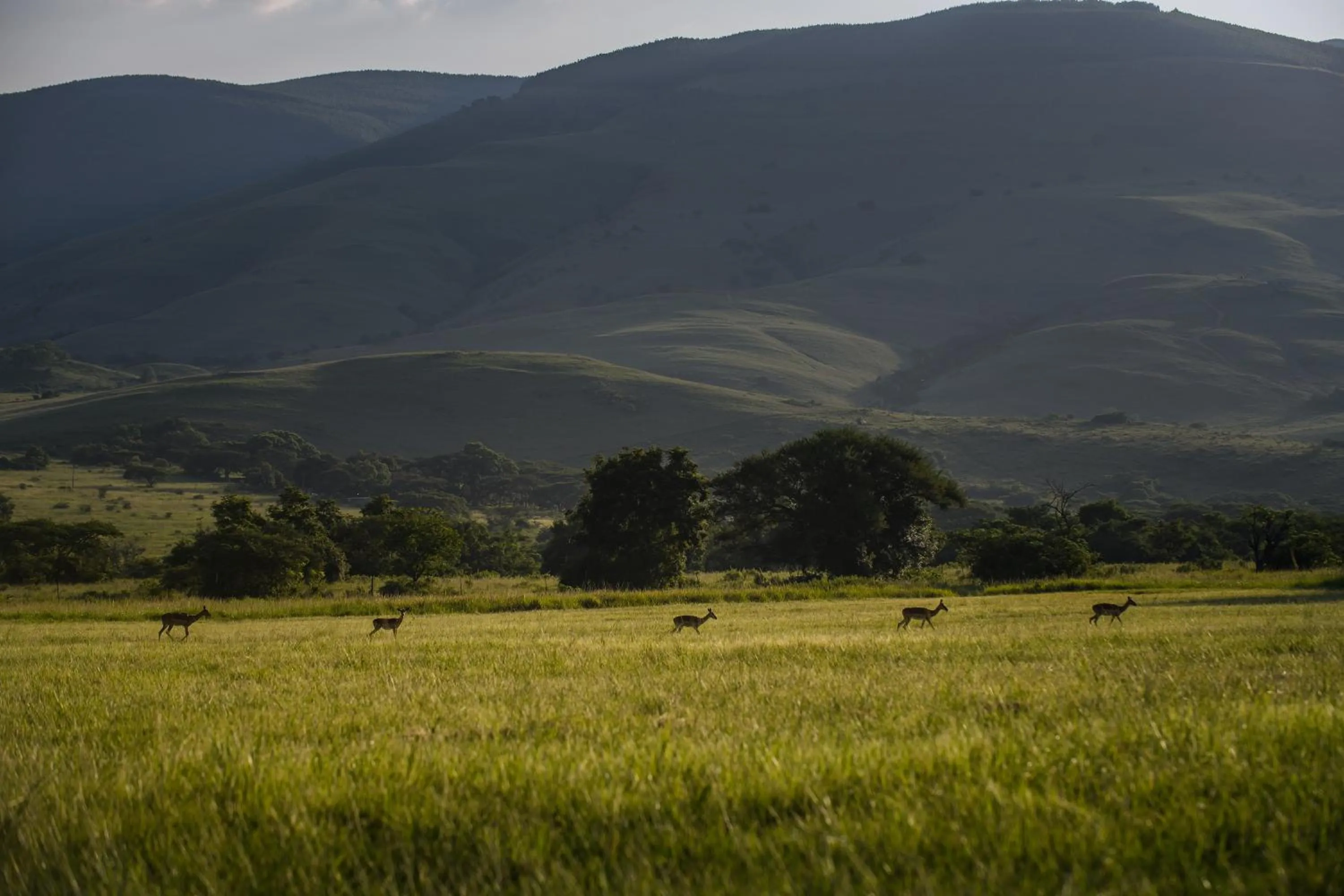 View (from property/room) in Caracal Lodge