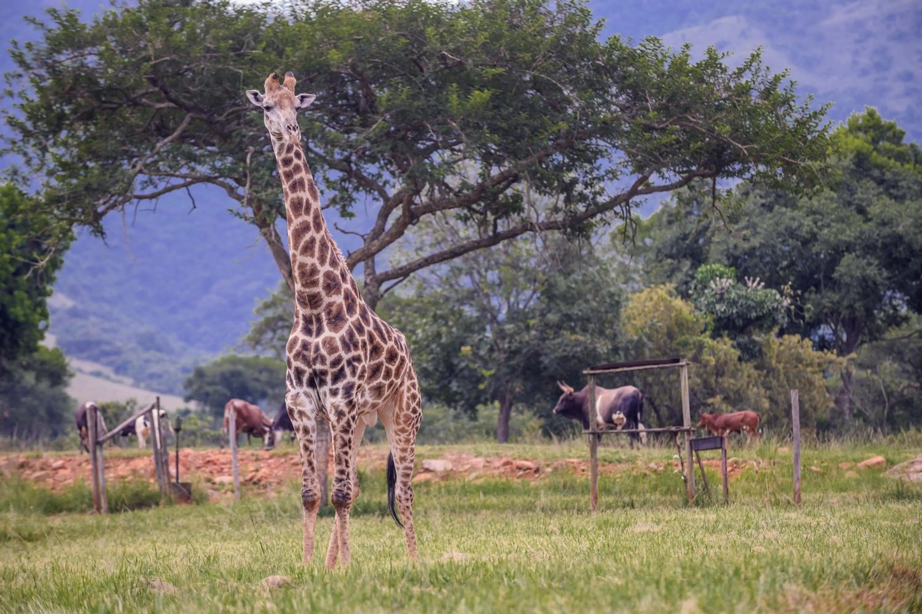 Animals in Caracal Lodge
