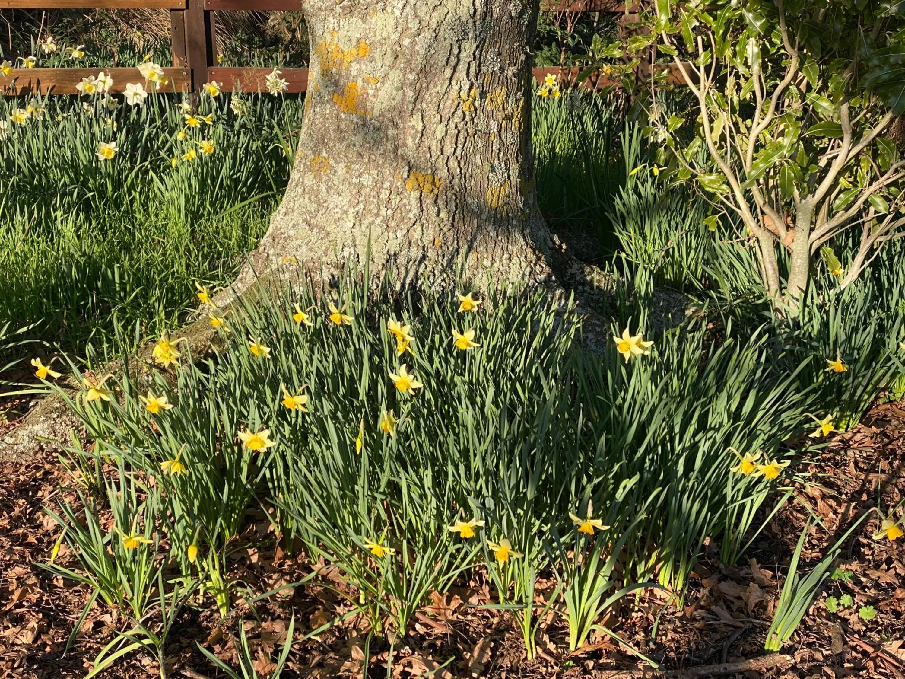 Spring in Antares Homestay