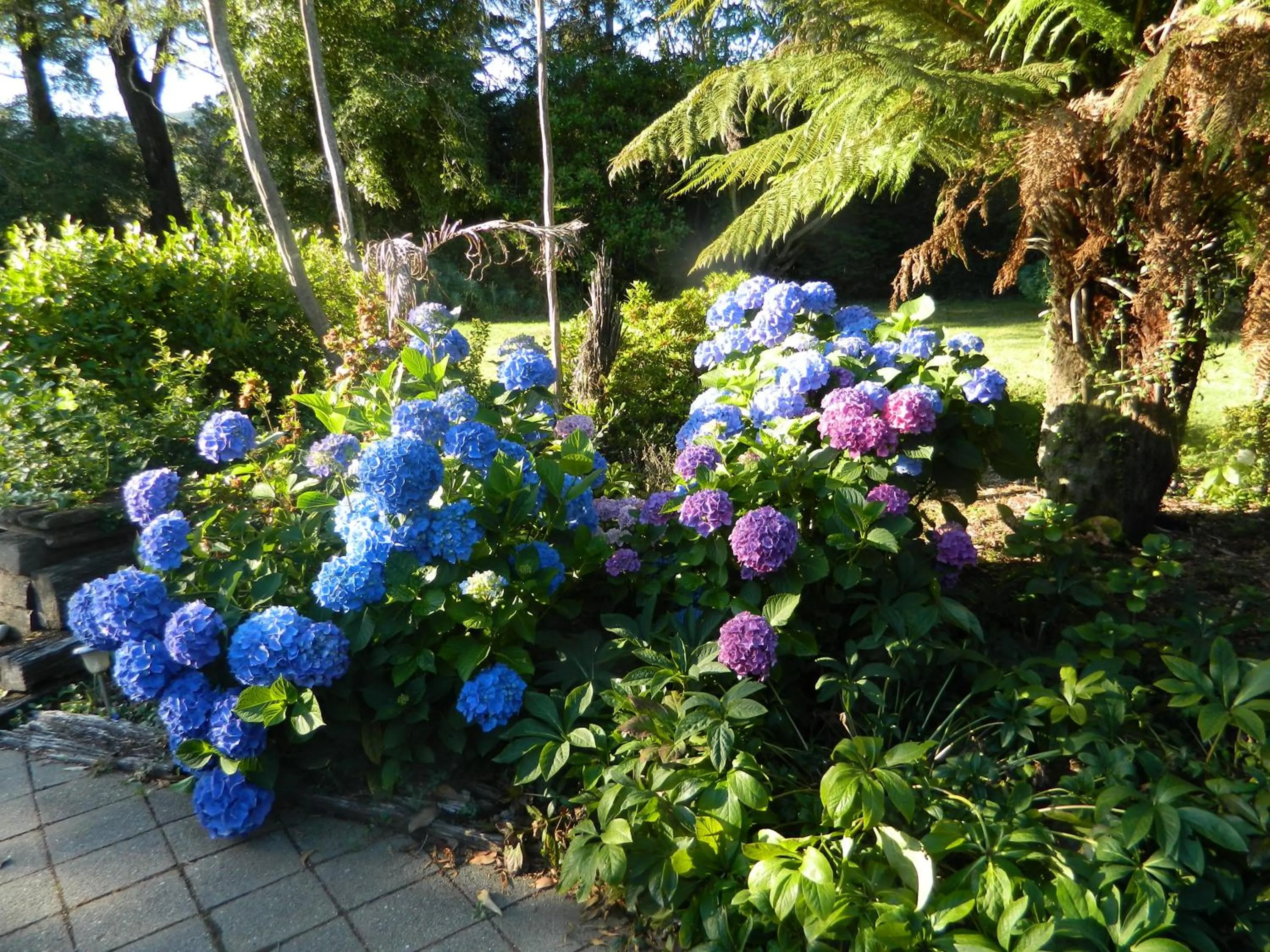 Garden in Antares Homestay