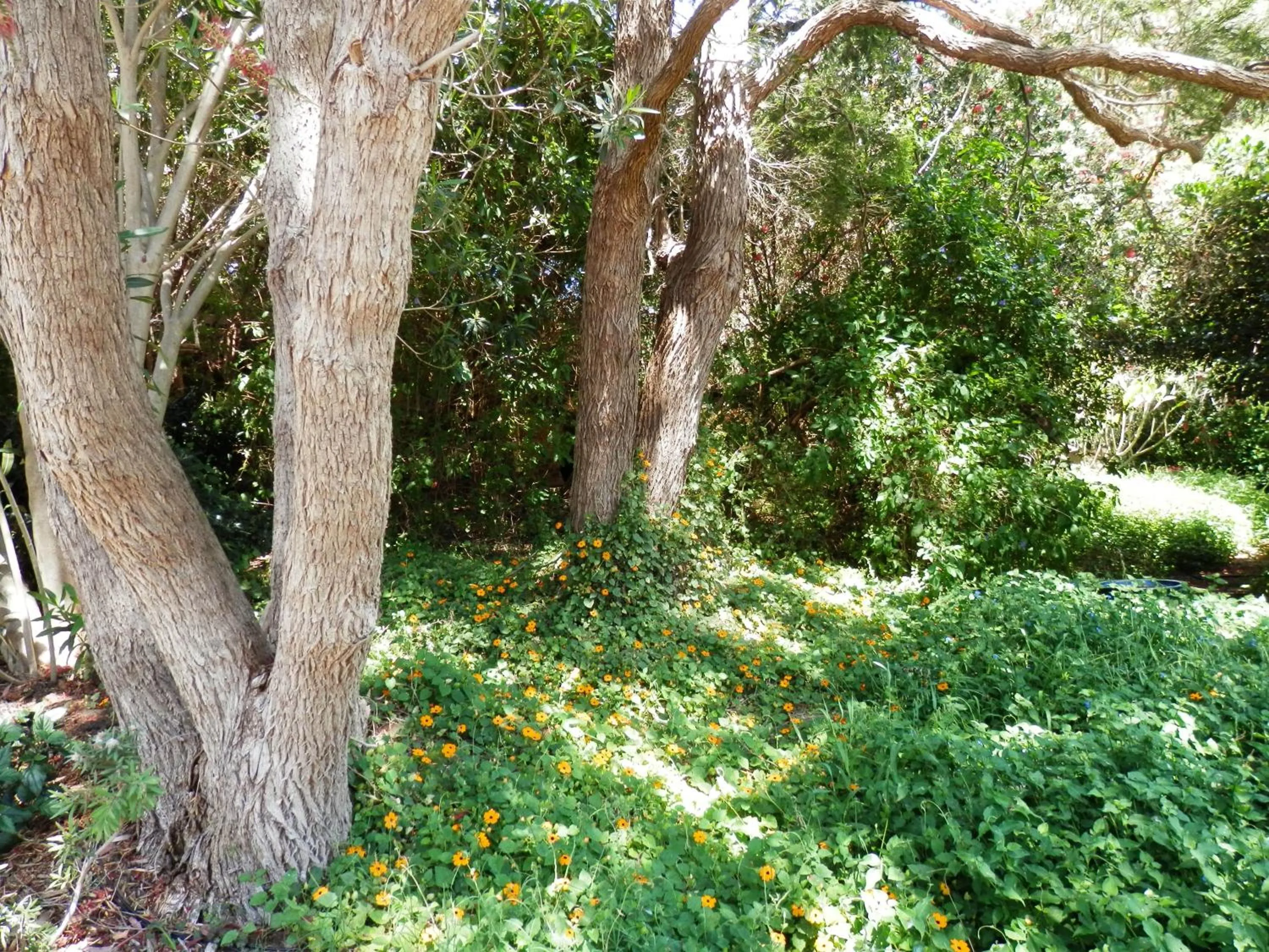 Garden in The Hideaway Luxury B&B Retreat
