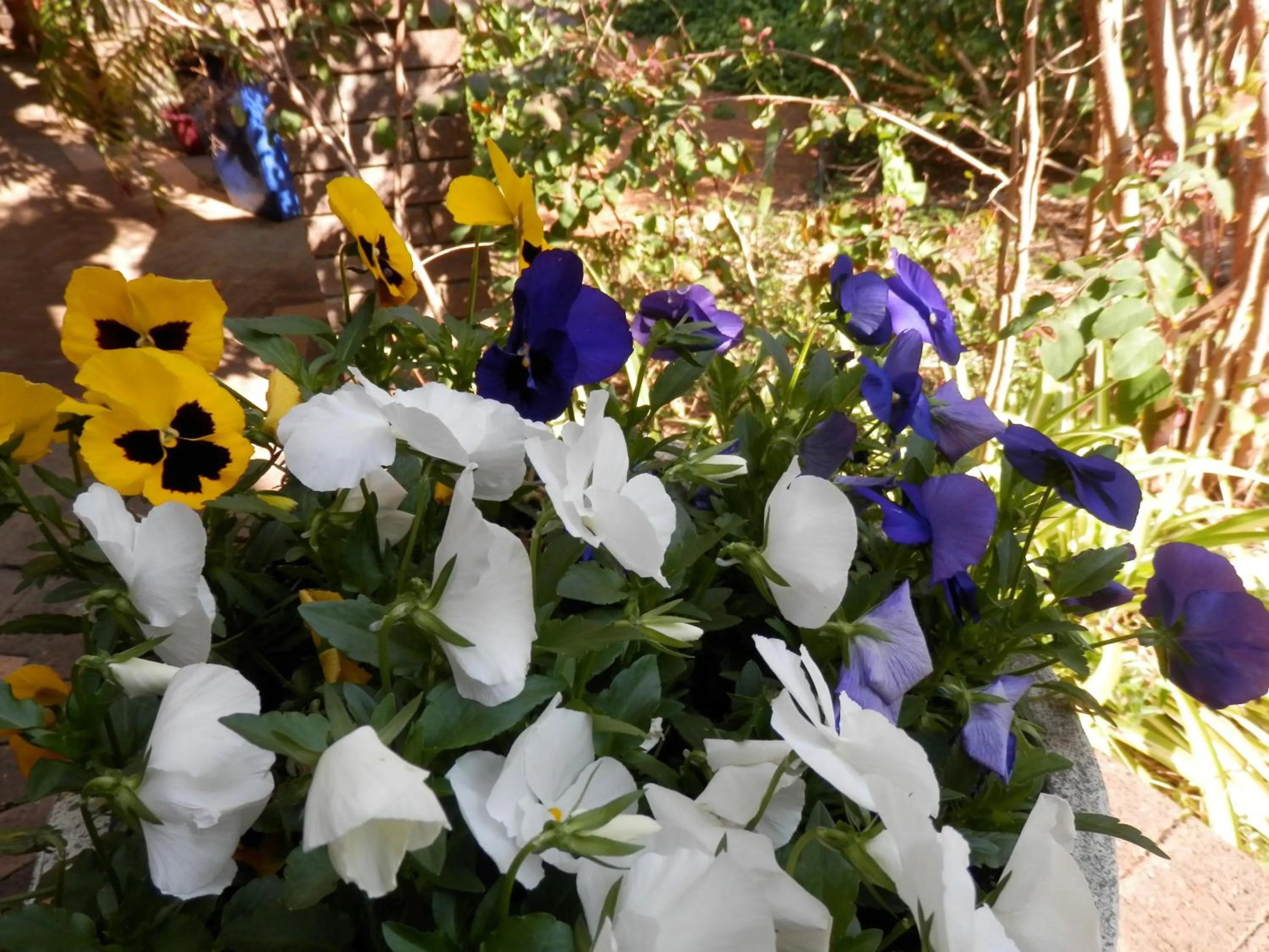 Garden in The Hideaway Luxury B&B Retreat