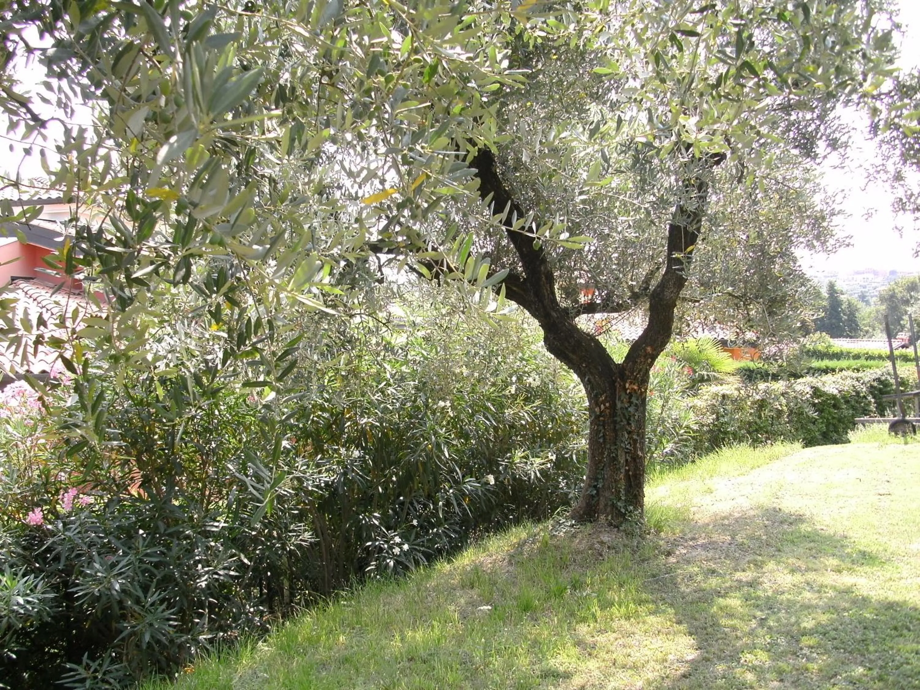 Property building in B&B Agli Ulivi