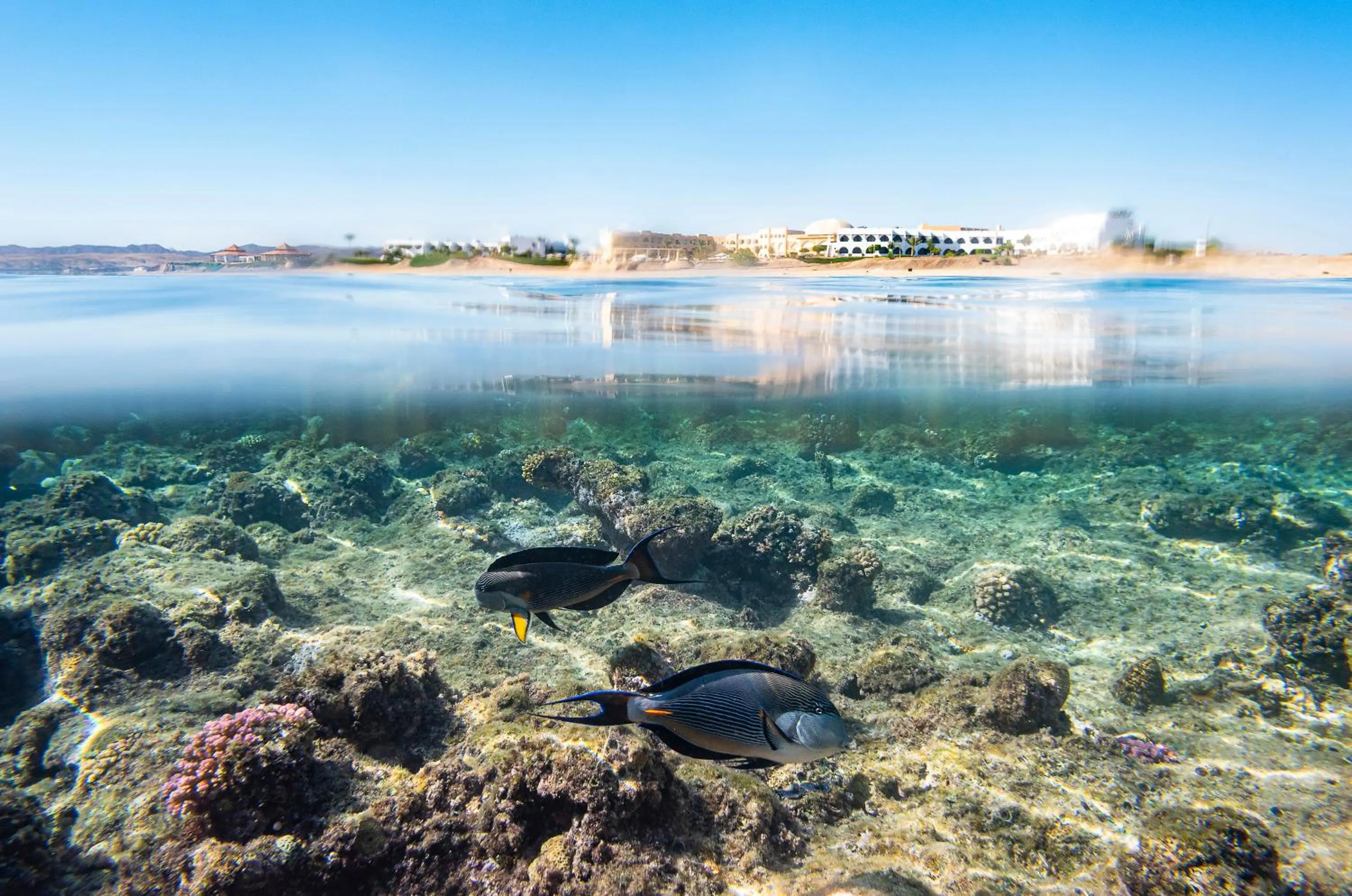 Snorkeling in Three Corners Equinox Beach Resort