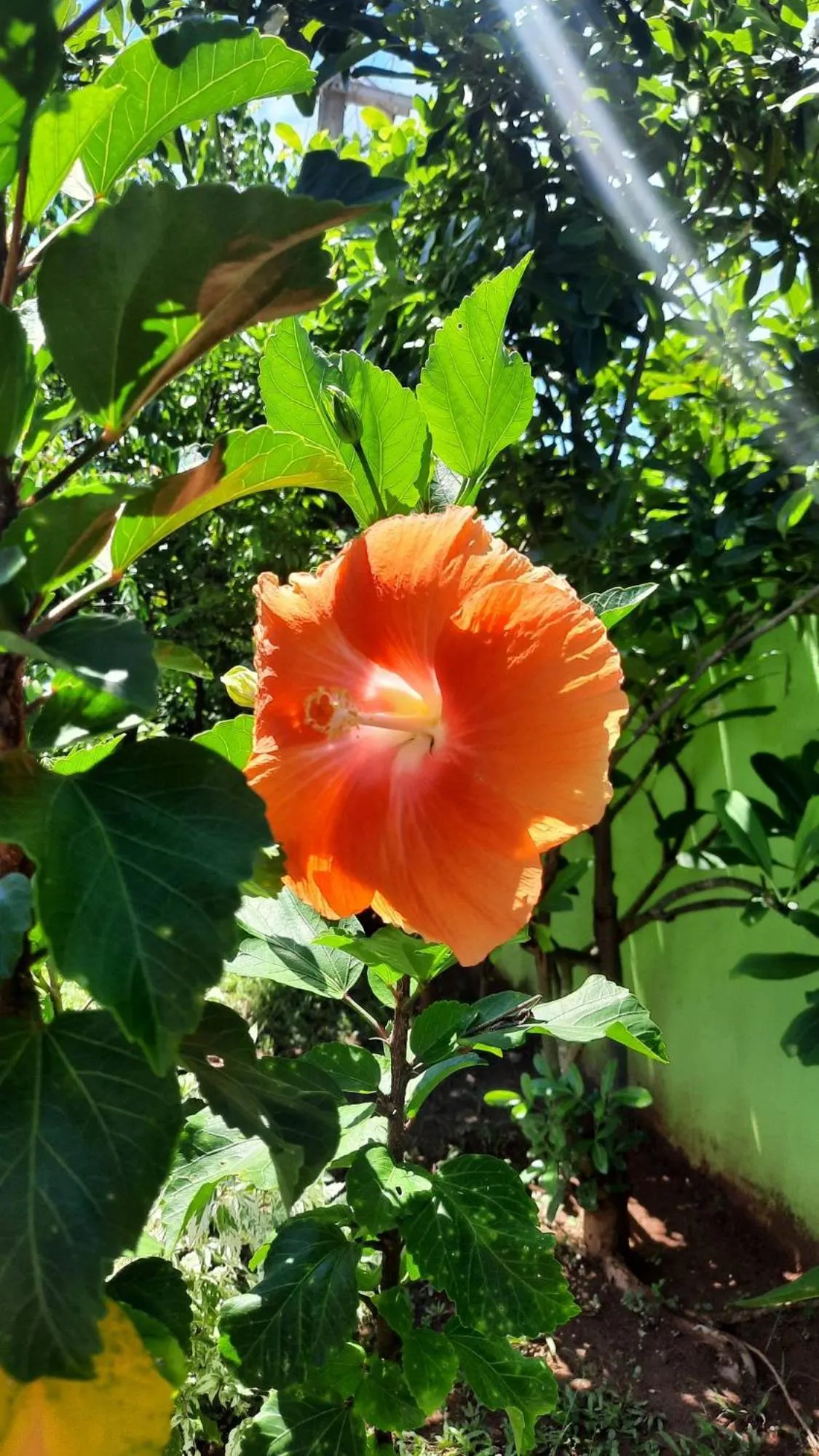 Garden in Solomon Beach Hotel