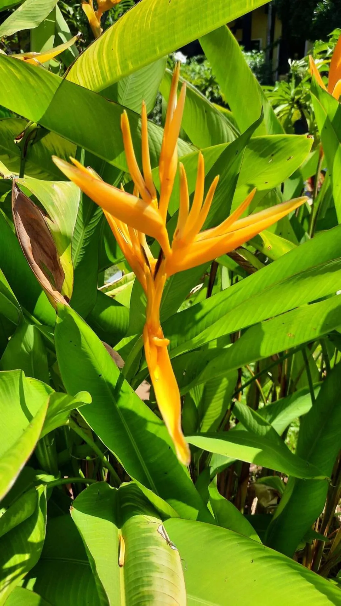 Garden view in Solomon Beach Hotel