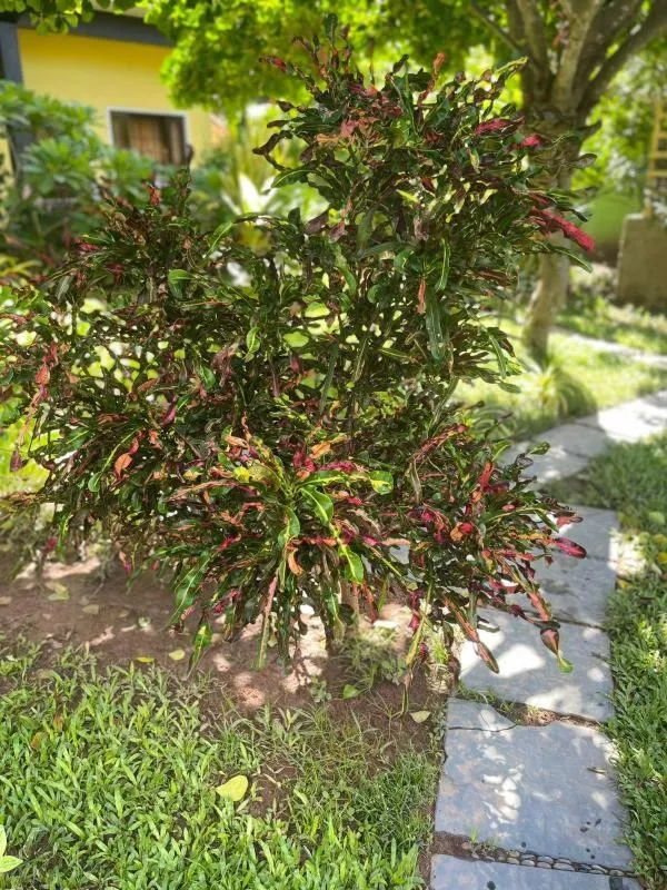 Spring in Solomon Beach Hotel