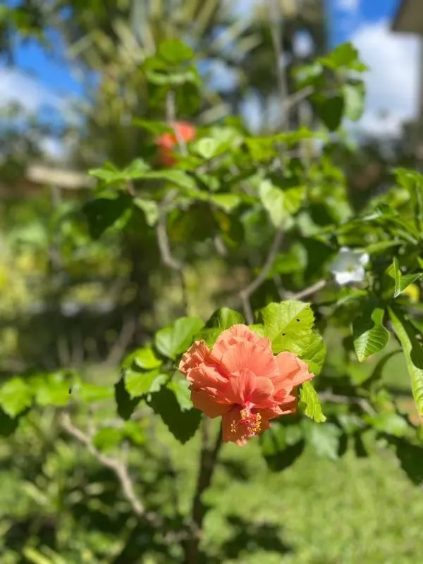 Garden in Solomon Beach Hotel