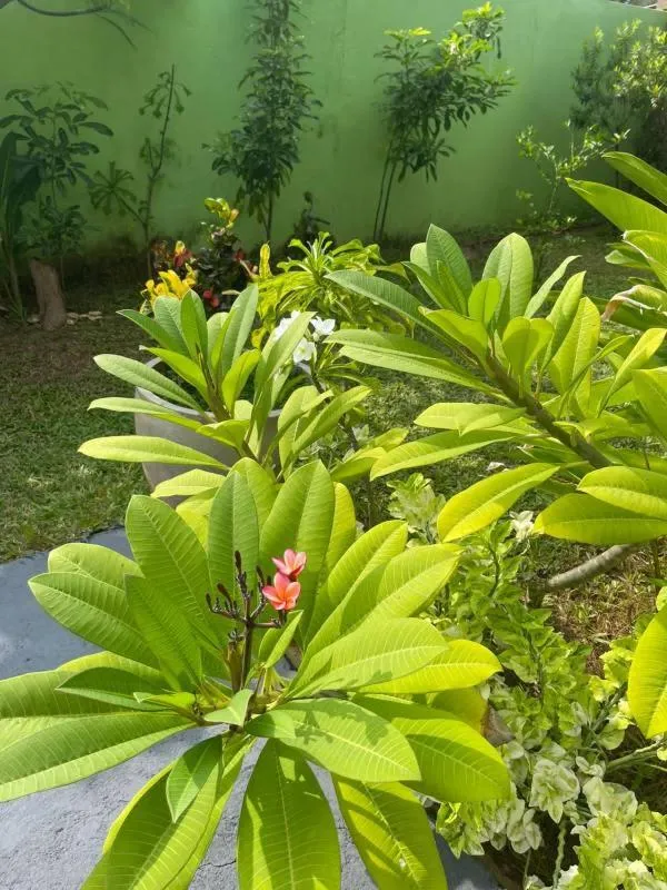 Garden in Solomon Beach Hotel