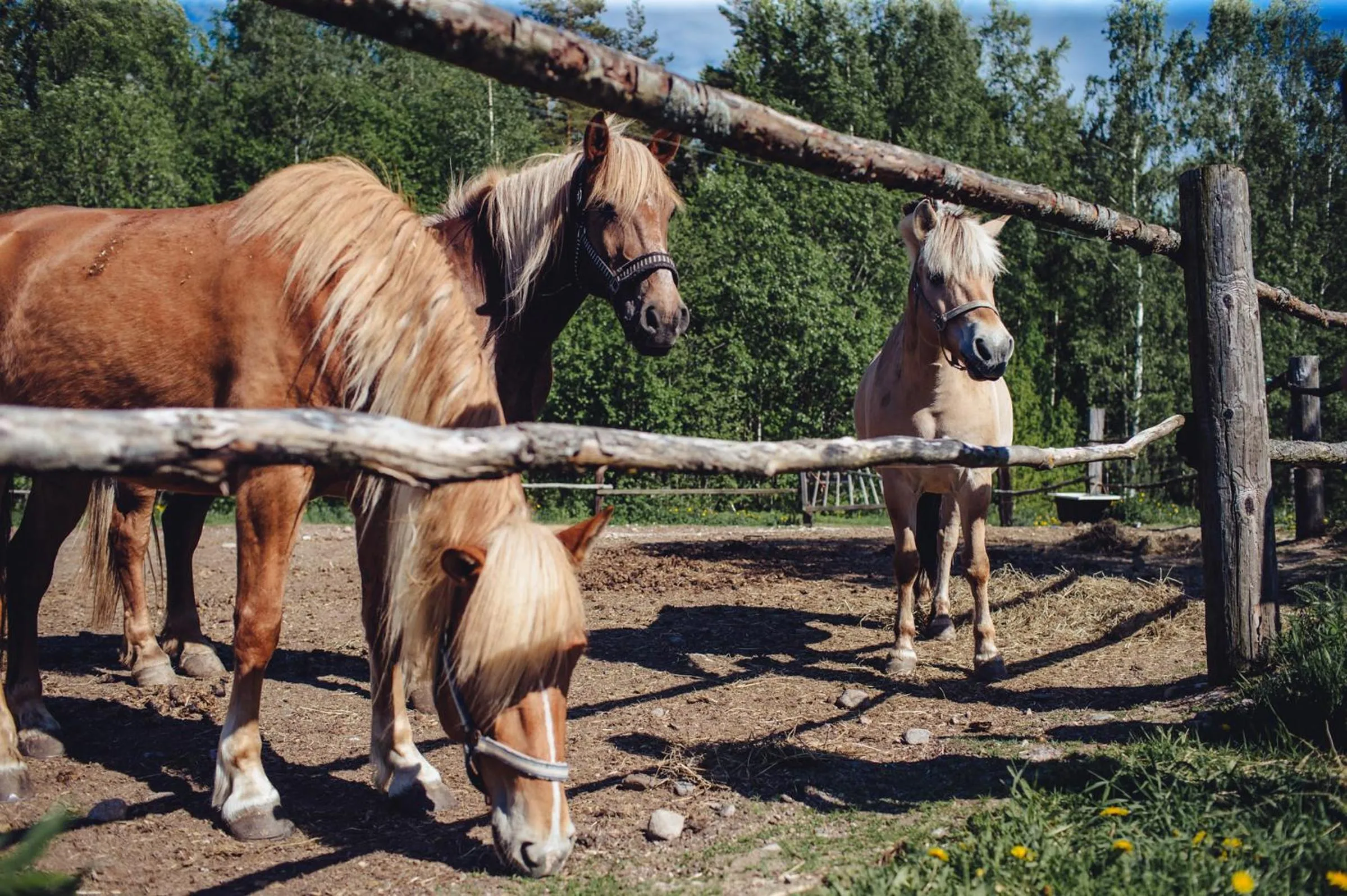 Animals in Saimaa Life Apartments