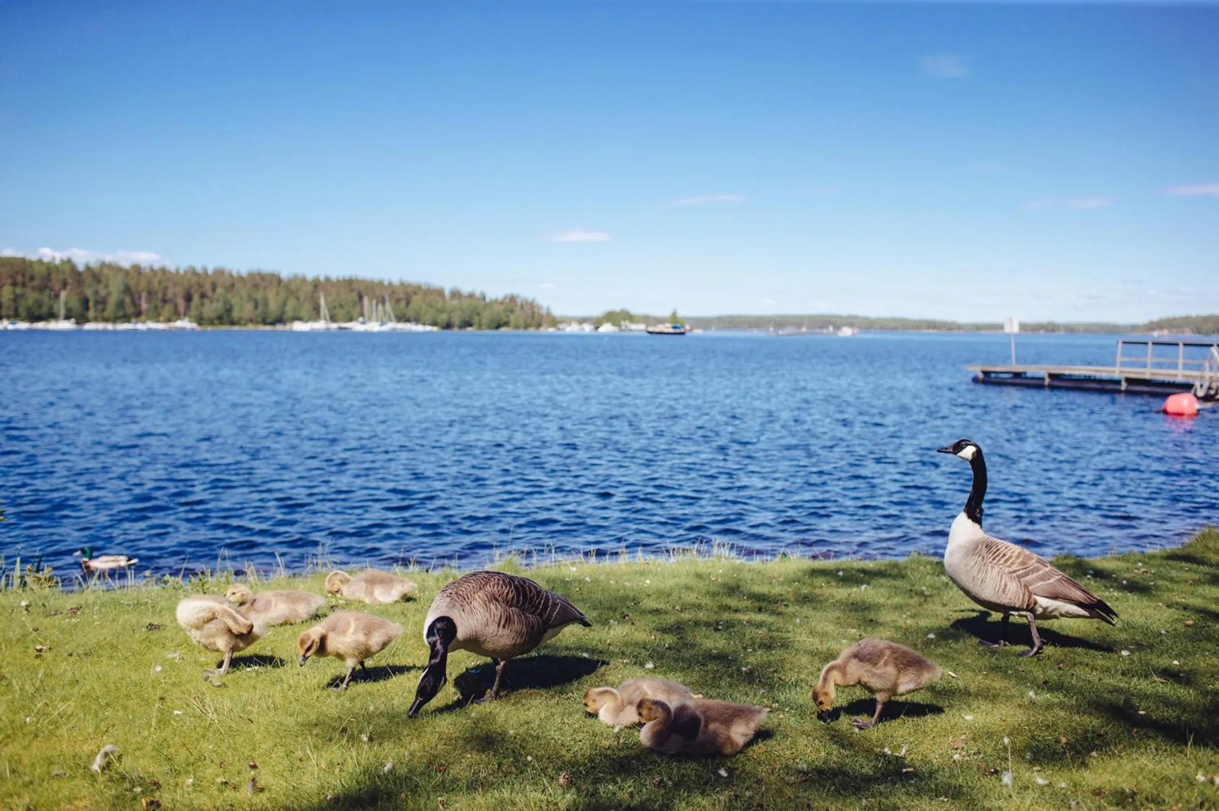 Natural landscape in Saimaa Life Apartments
