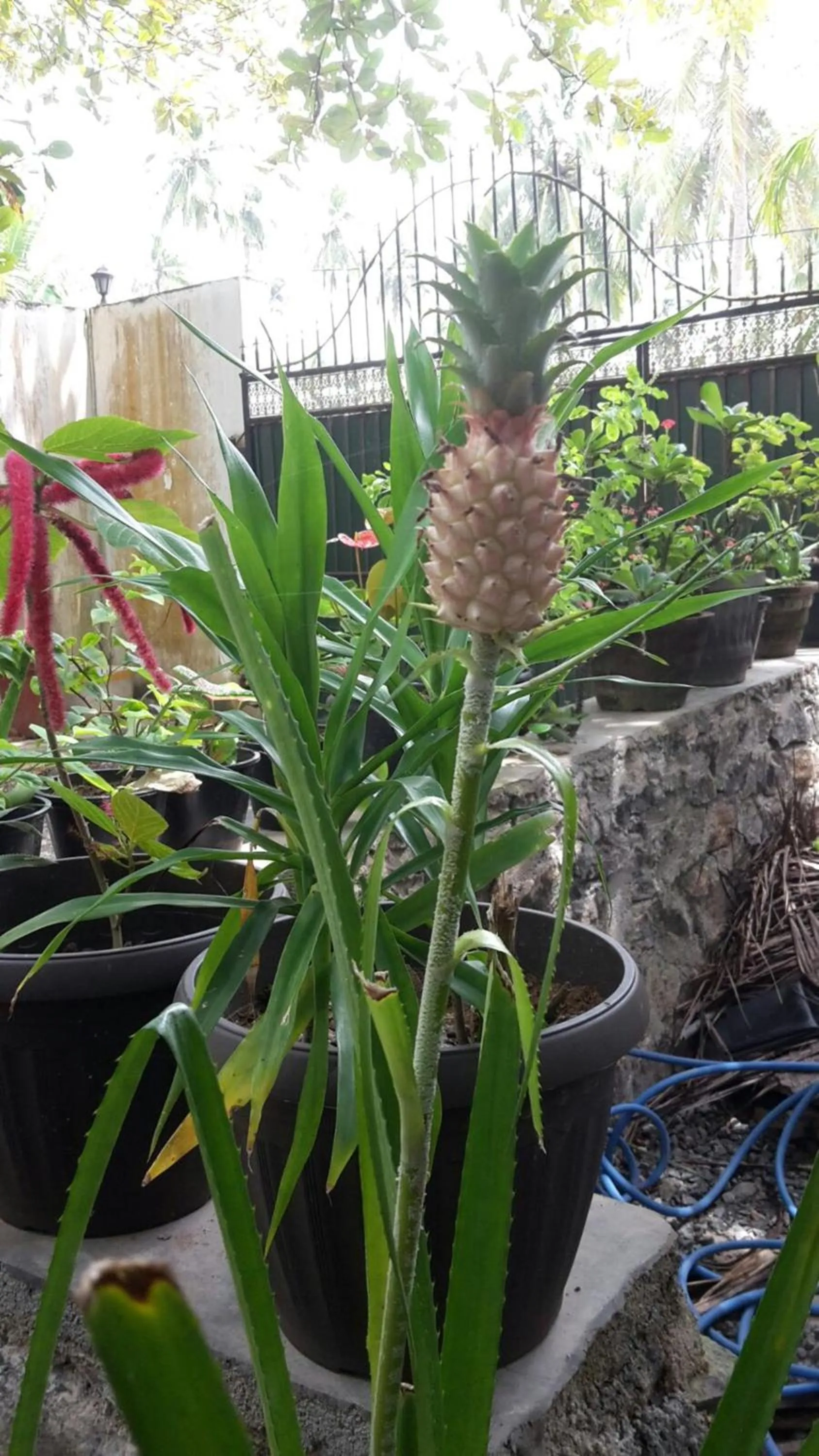 Garden in Haus am Meer "Wilde Ananas"