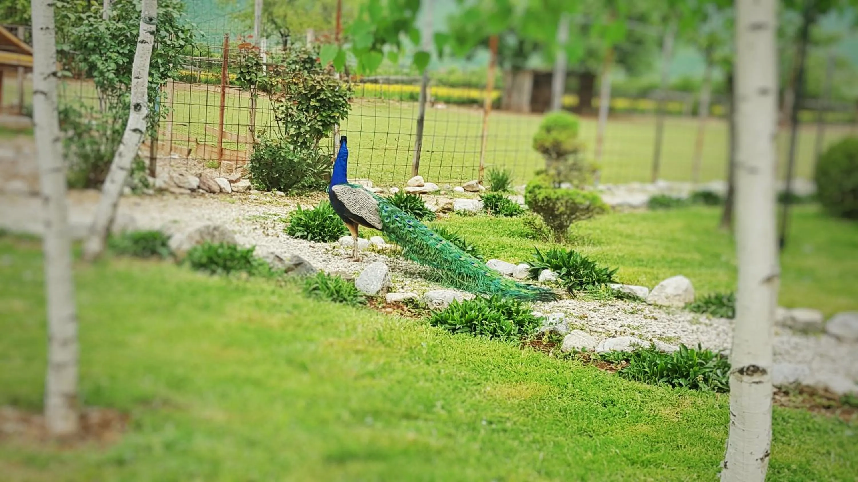 Spring in Hotel Antika