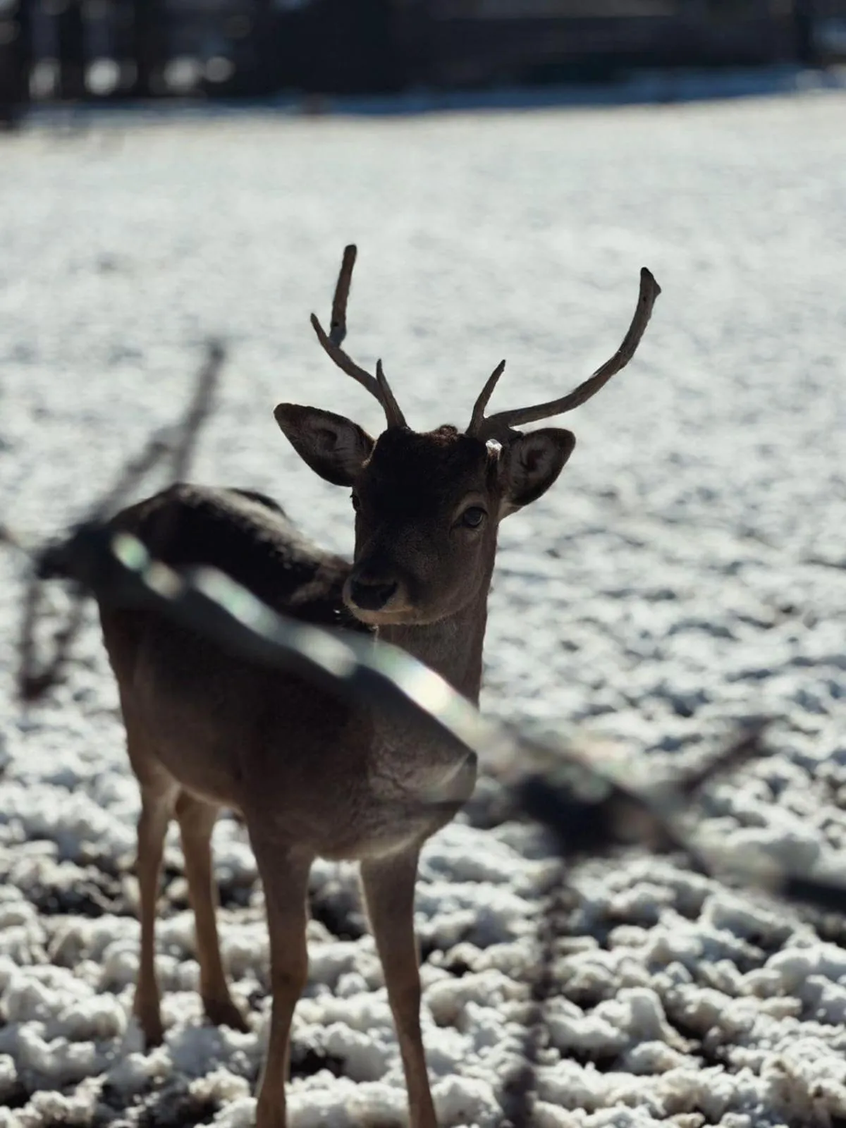Garden in Hotel Antika