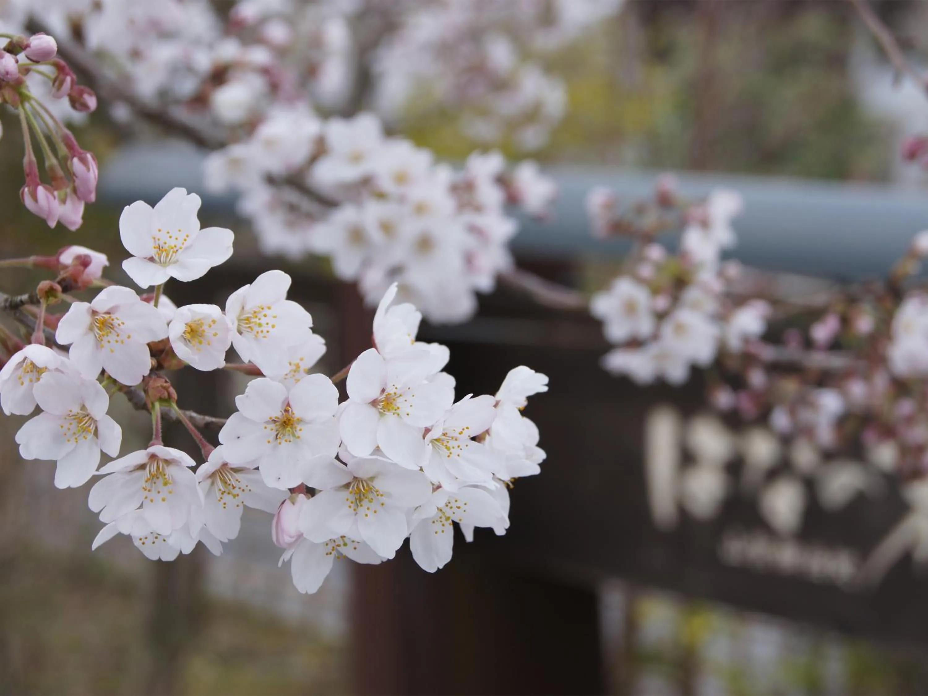 Garden in Yufuin Onsen Ryokan Hananomai
