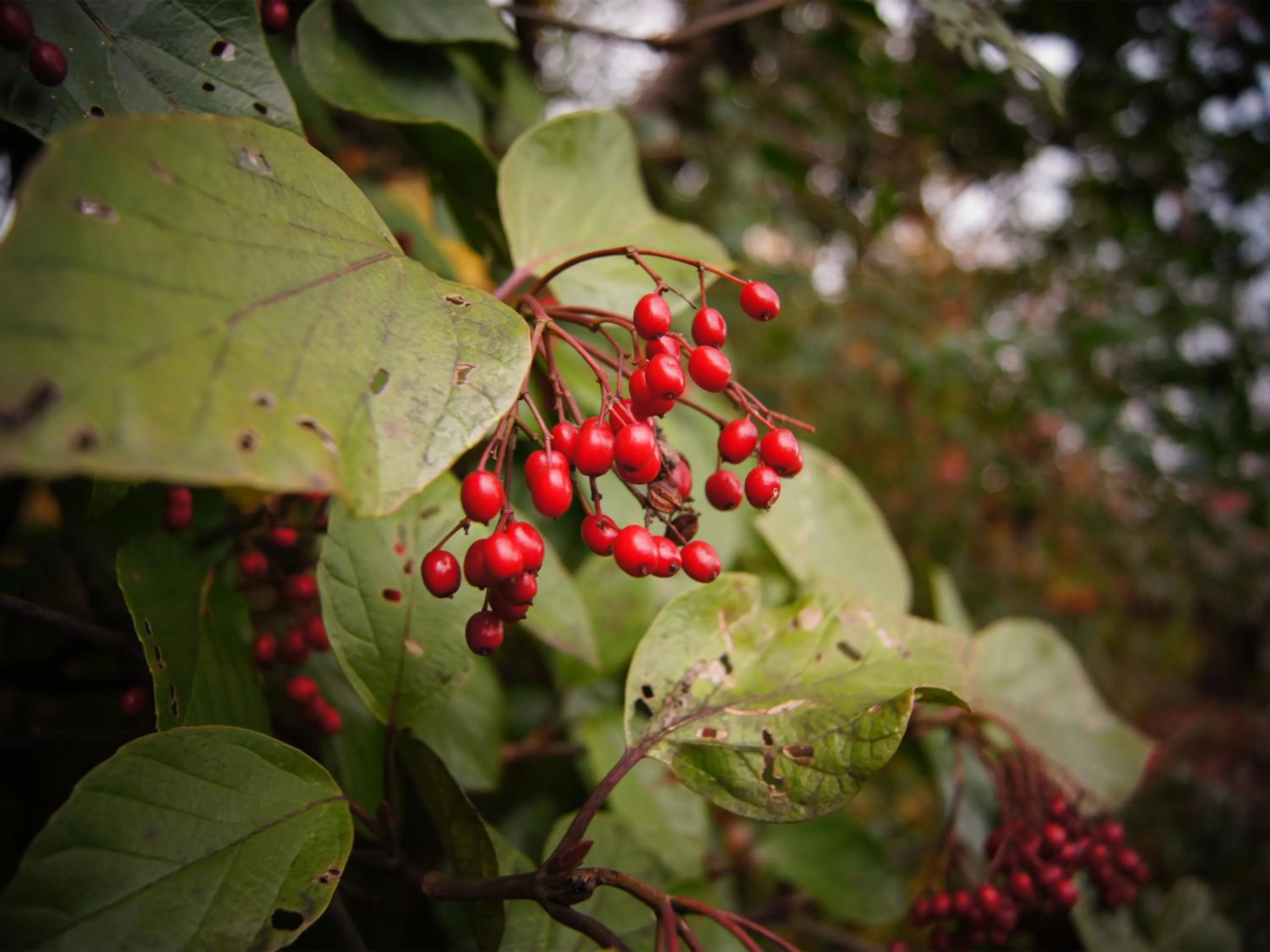 Garden in Yufuin Onsen Ryokan Hananomai