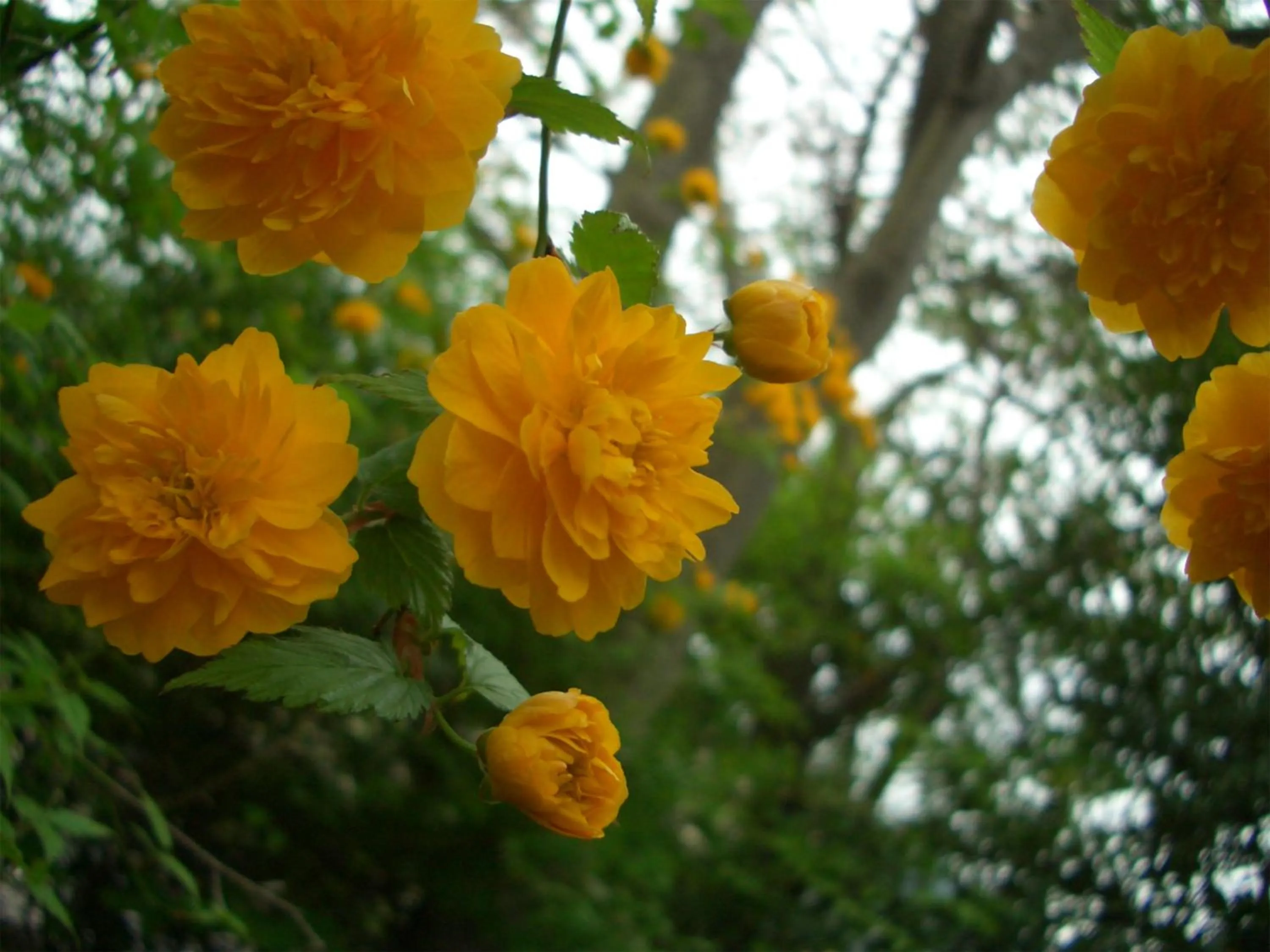 Garden in Yufuin Onsen Ryokan Hananomai