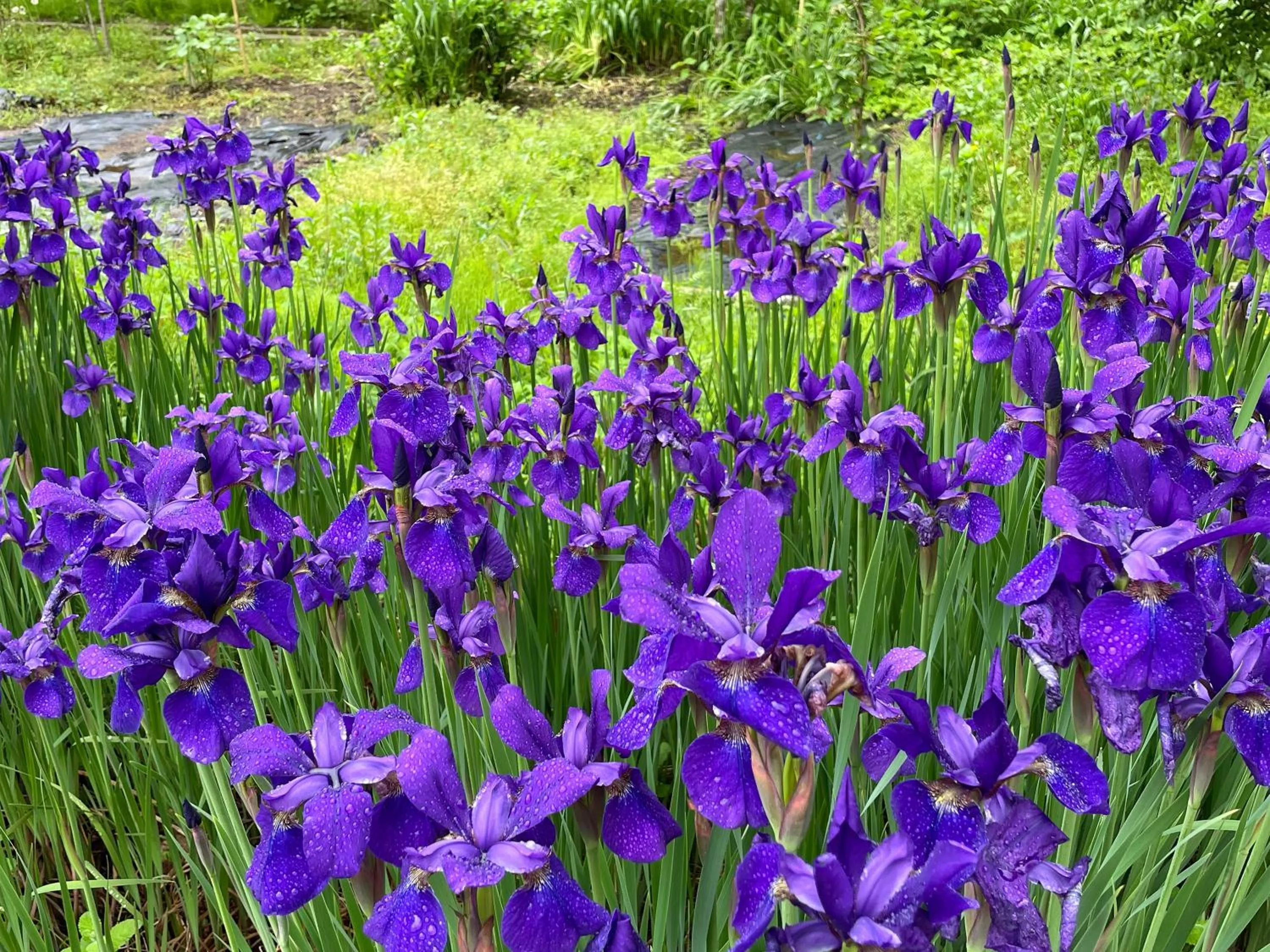 On site in Yufuin Onsen Ryokan Hananomai