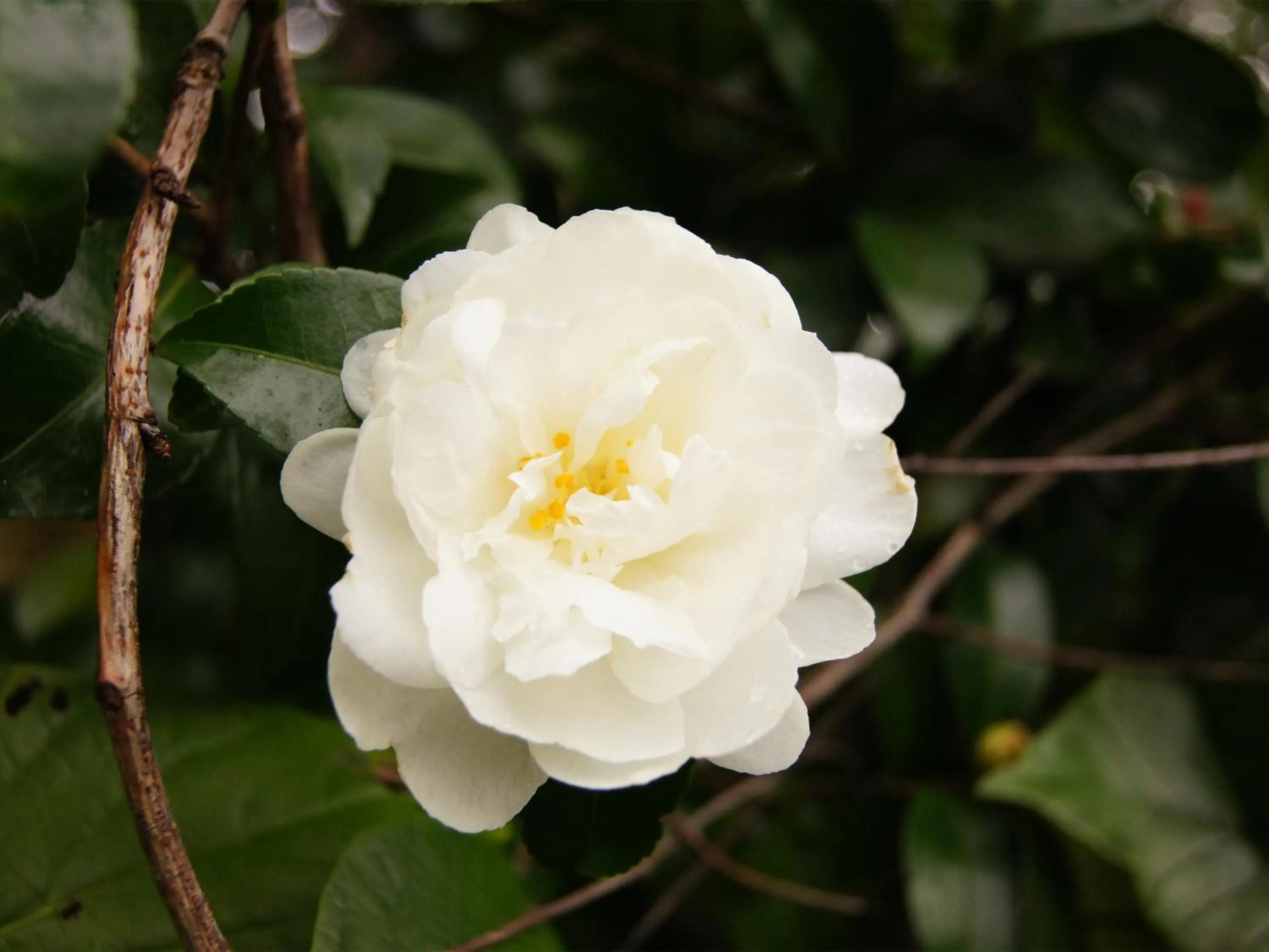 Garden in Yufuin Onsen Ryokan Hananomai