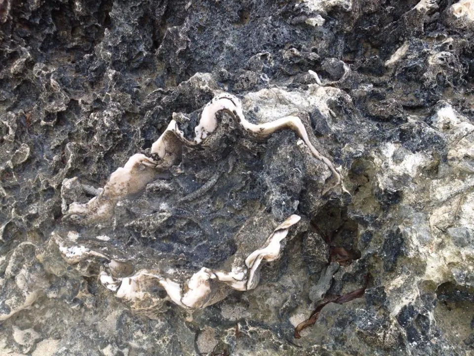 Other in Liwayway sa Bohol Pamilacan Resort