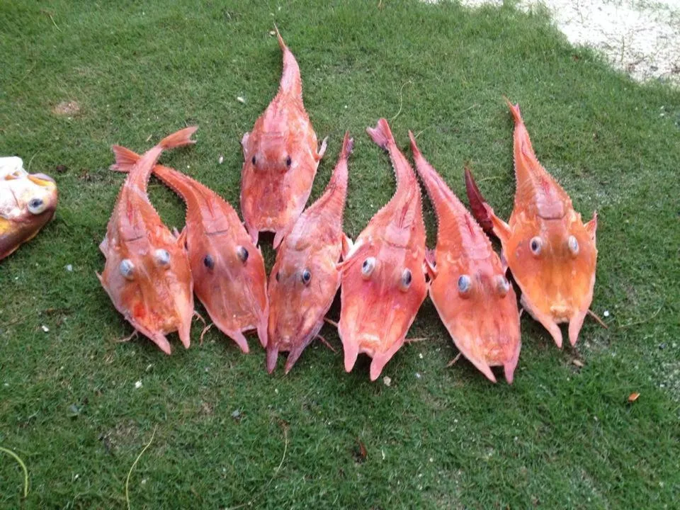 Liwayway sa Bohol Pamilacan Resort