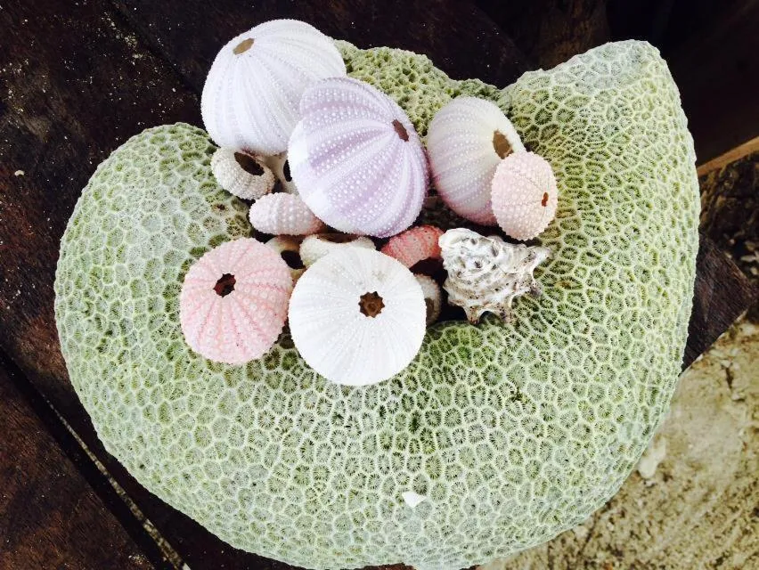 Liwayway sa Bohol Pamilacan Resort