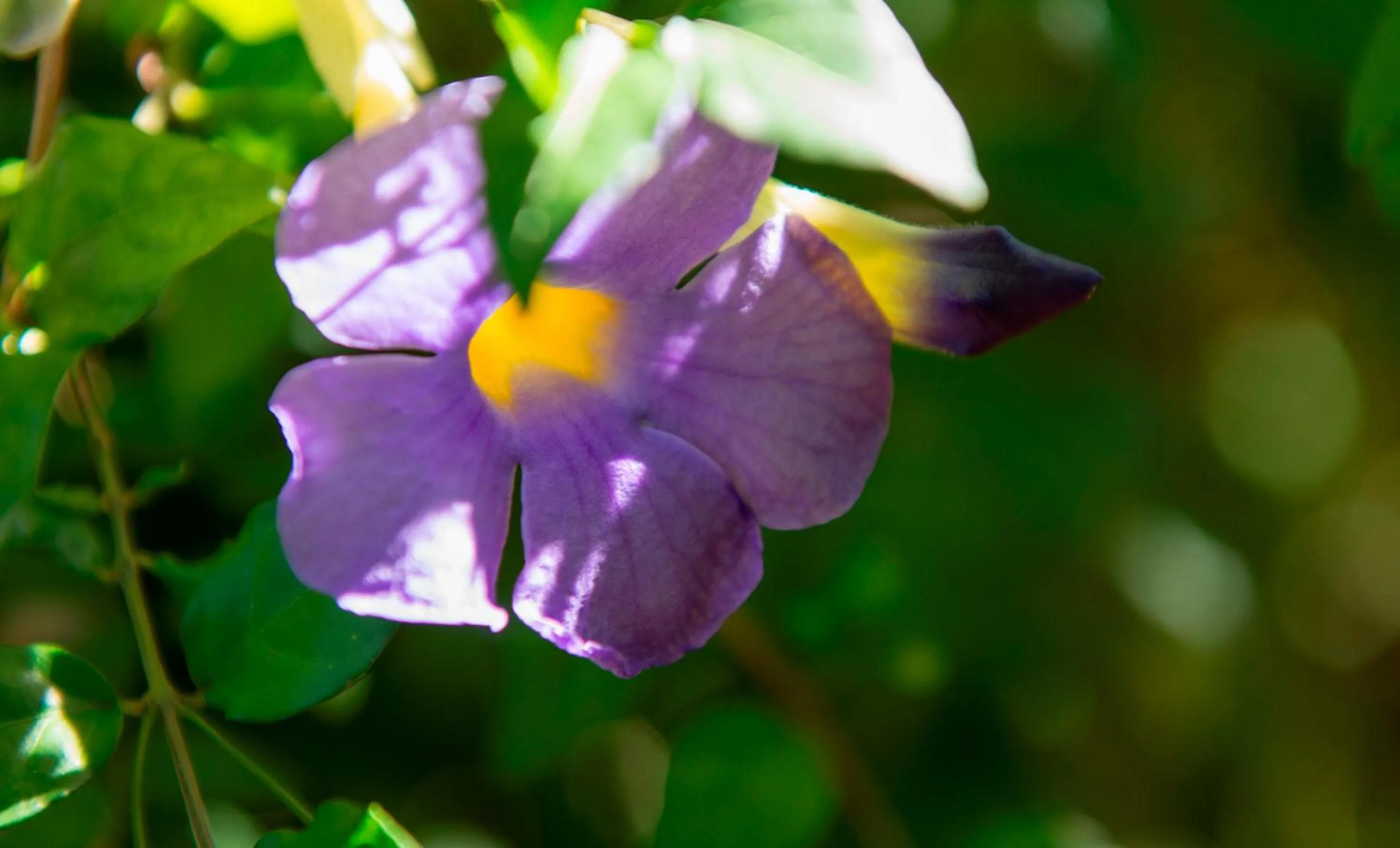 Garden in Auberge d'Anse Boileau & Restaurant Chez Plume