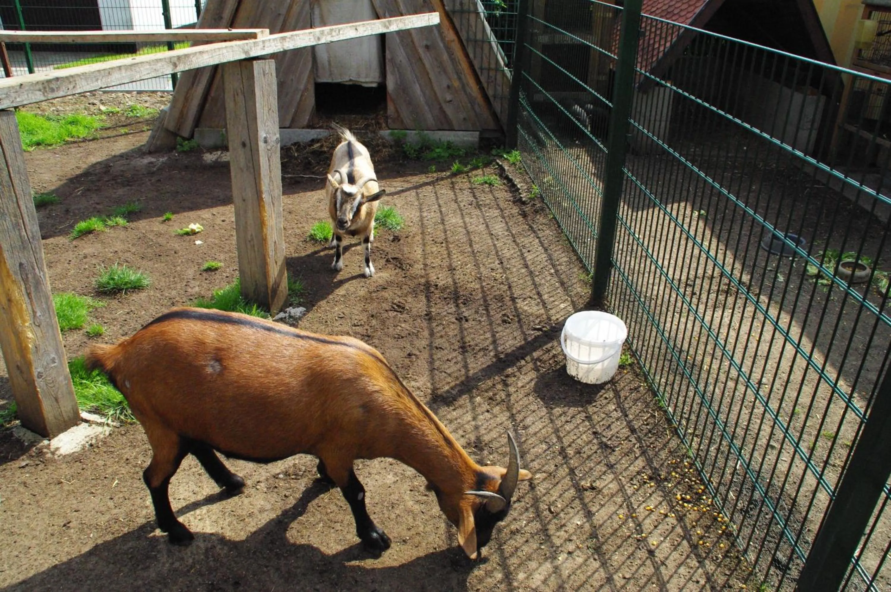 Animals in Landhotel Heidekrug