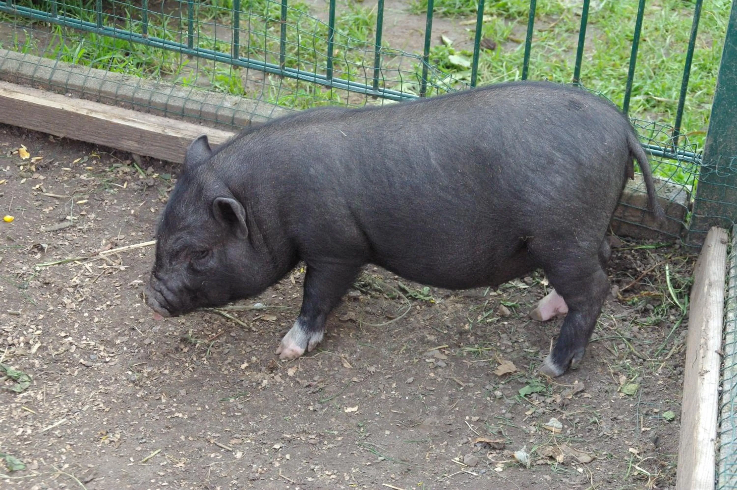 Animals in Landhotel Heidekrug