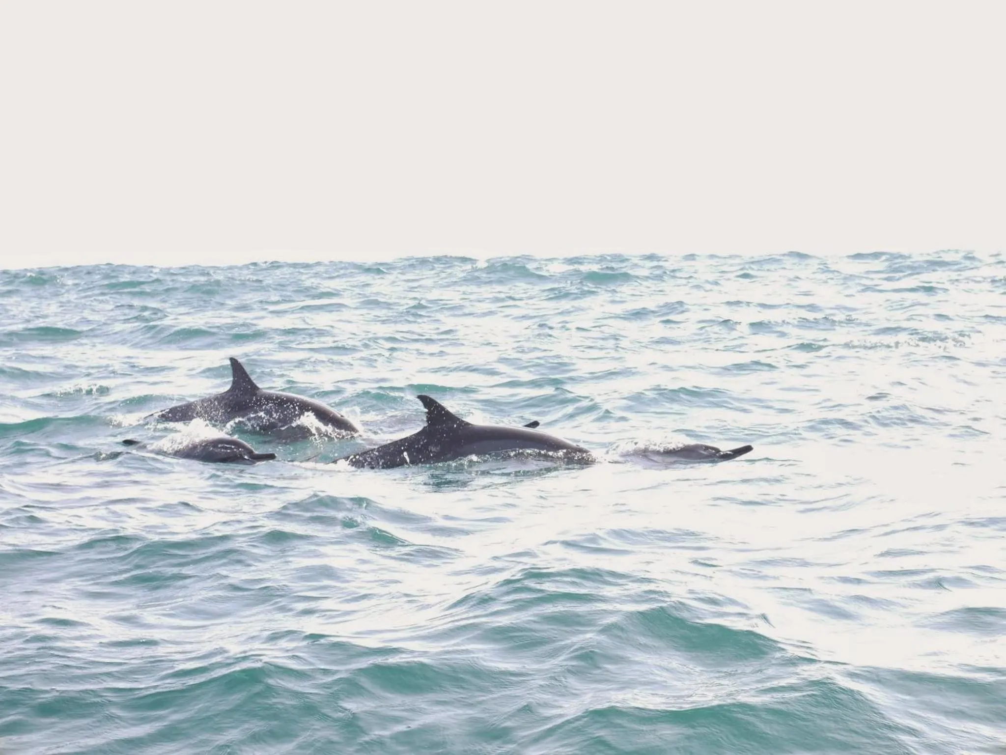 Animals in Wellé Wadiya Beach Villa